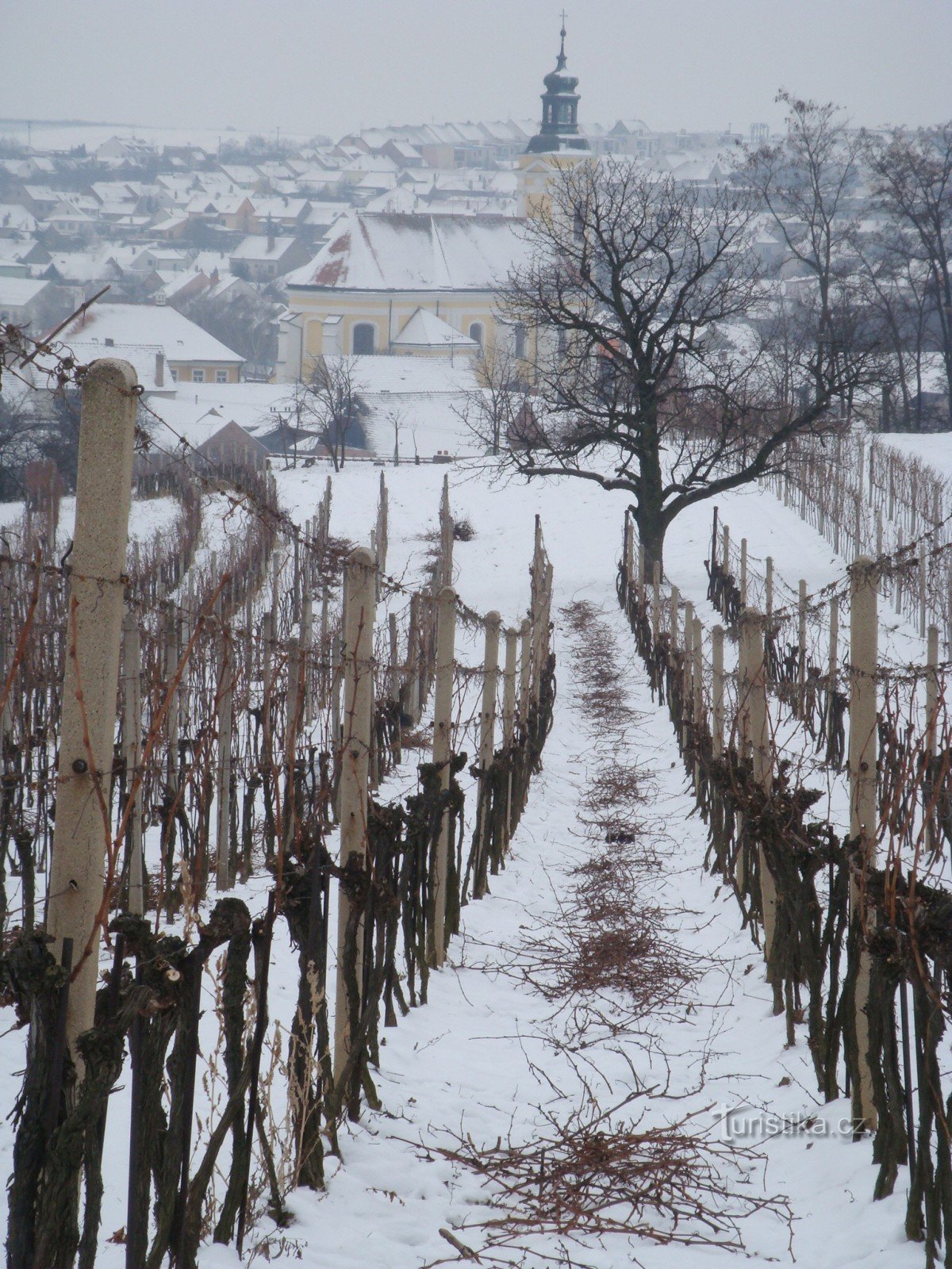 Po prostu wino: wino, które leczy umysł