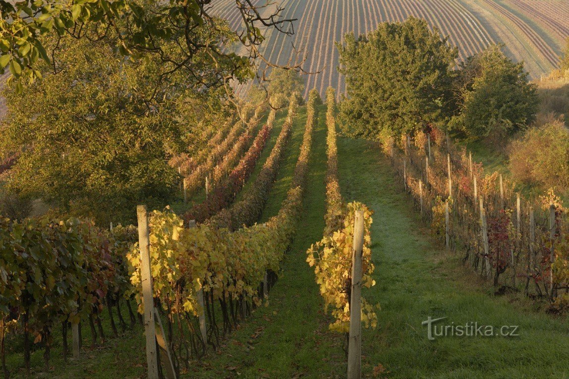 Einfach Wein: Wein, der den Geist heilt