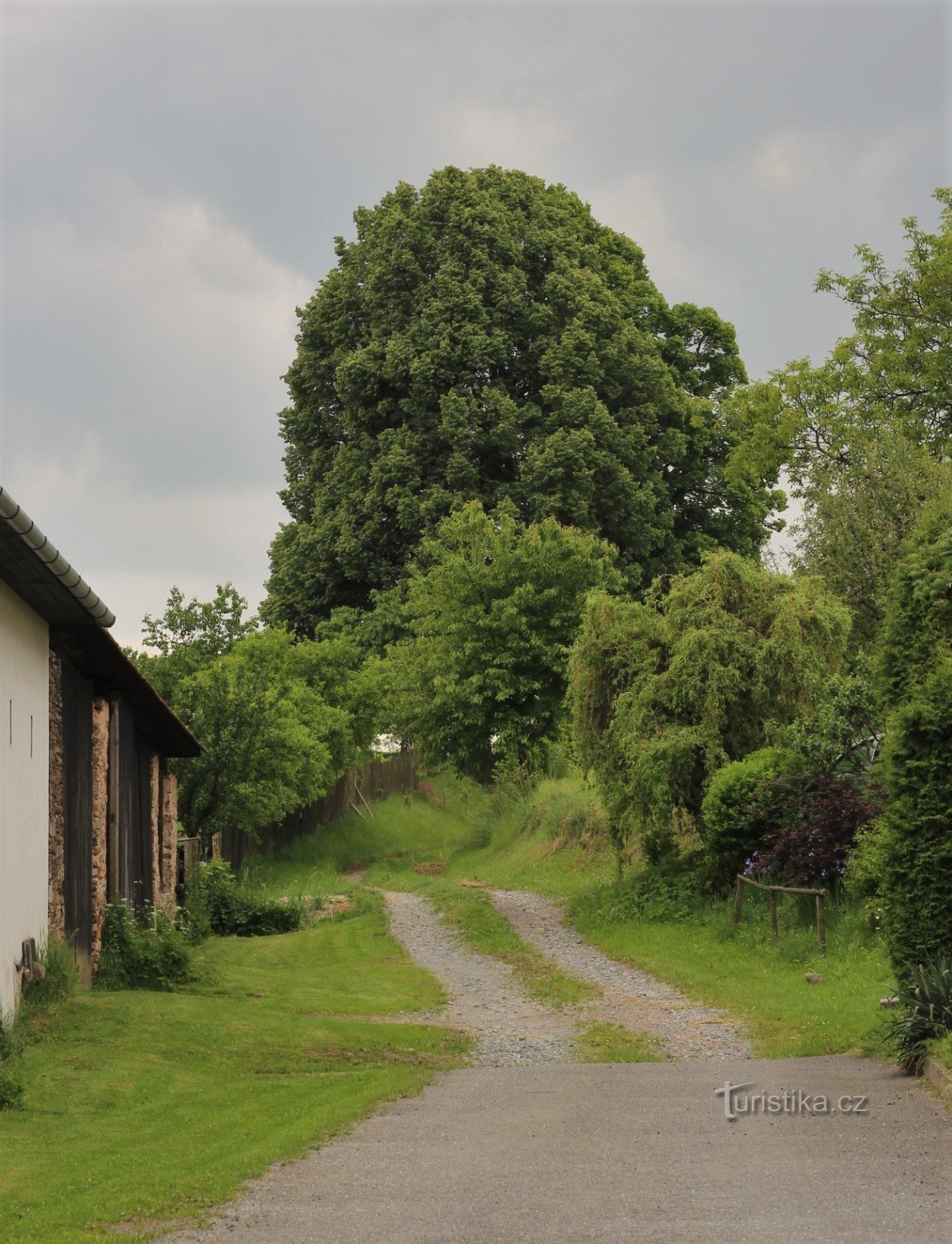 Shindelko lindens are located at the junction of the dirt road