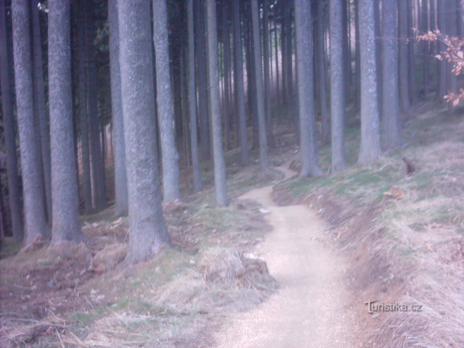 singletrek 在森林中以各种方式蜿蜒曲折