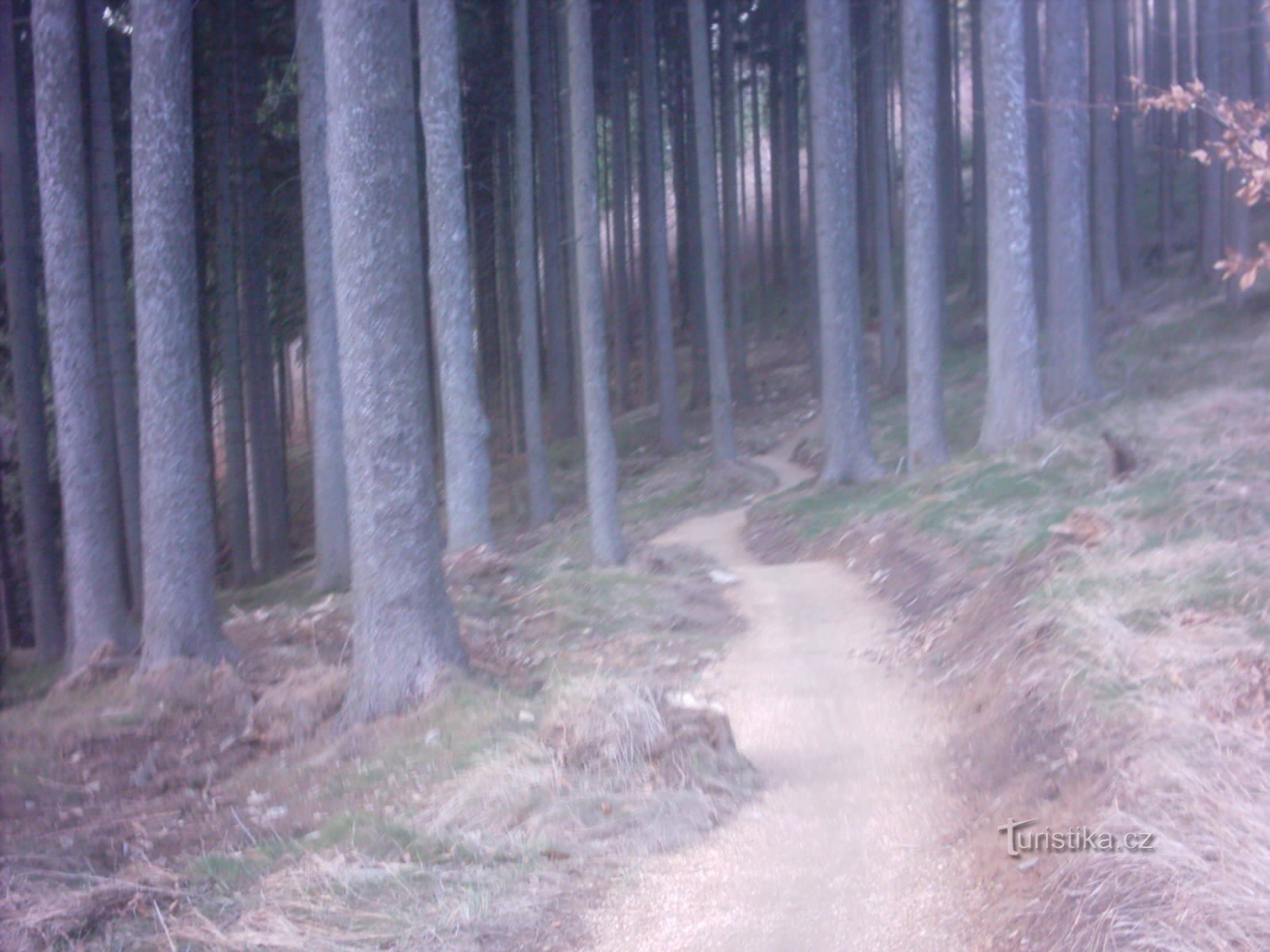 singletrek na različne načine vijuga po gozdu