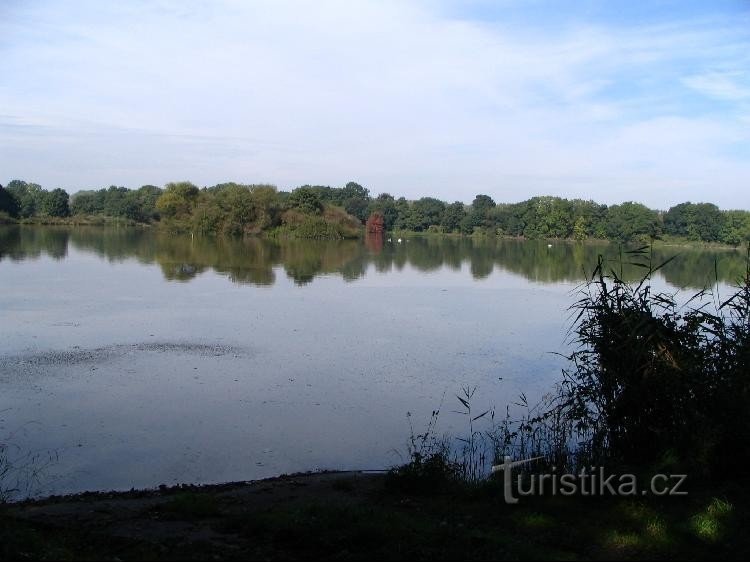 Reticulated pond