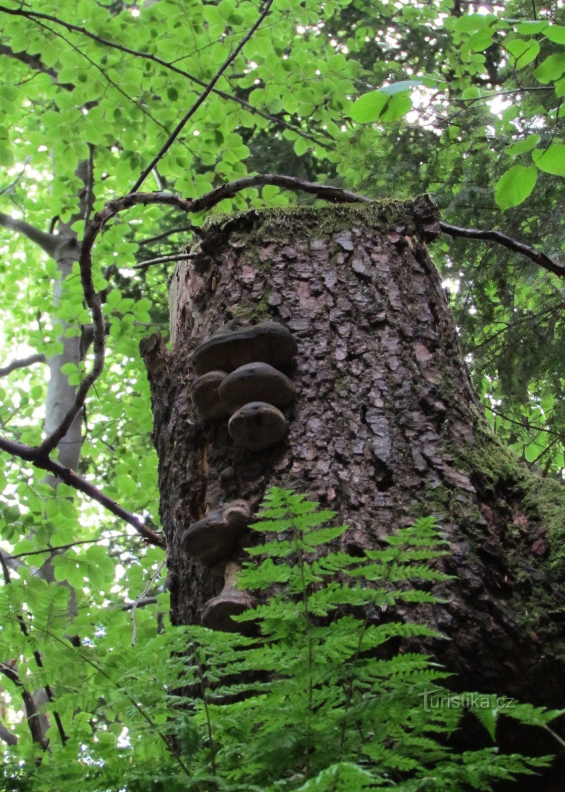 Monolit-Steingarten am Hang von Kopcé