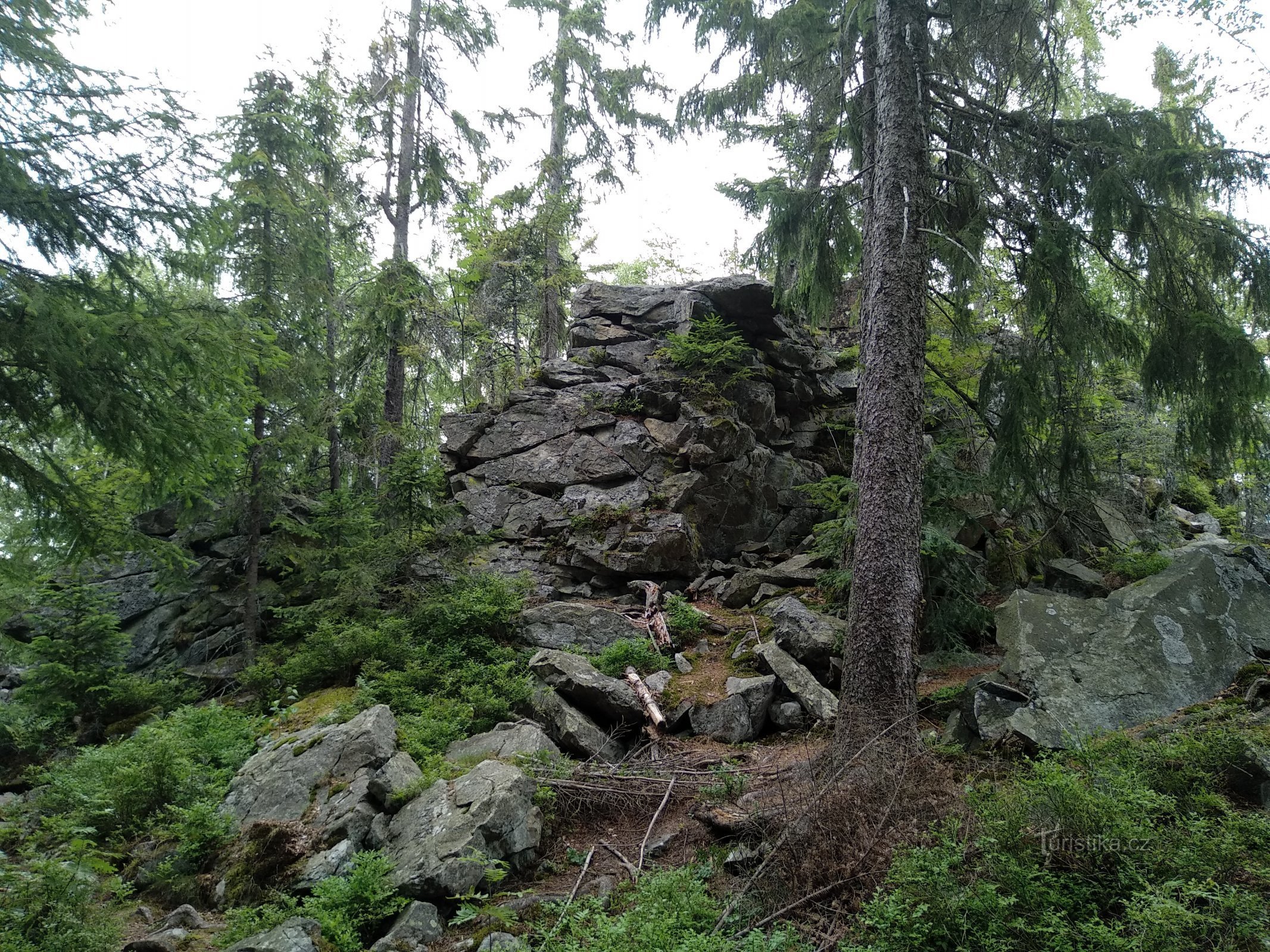 kivikkokasvit valleissa