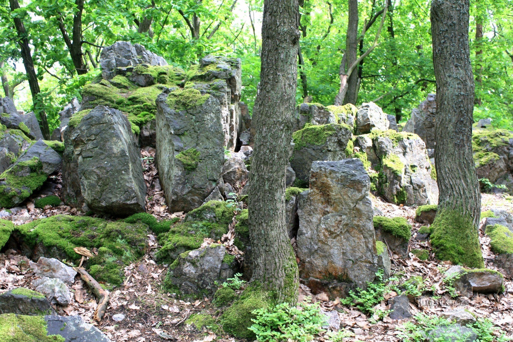 Rocky parts around the southern peak of Květnica