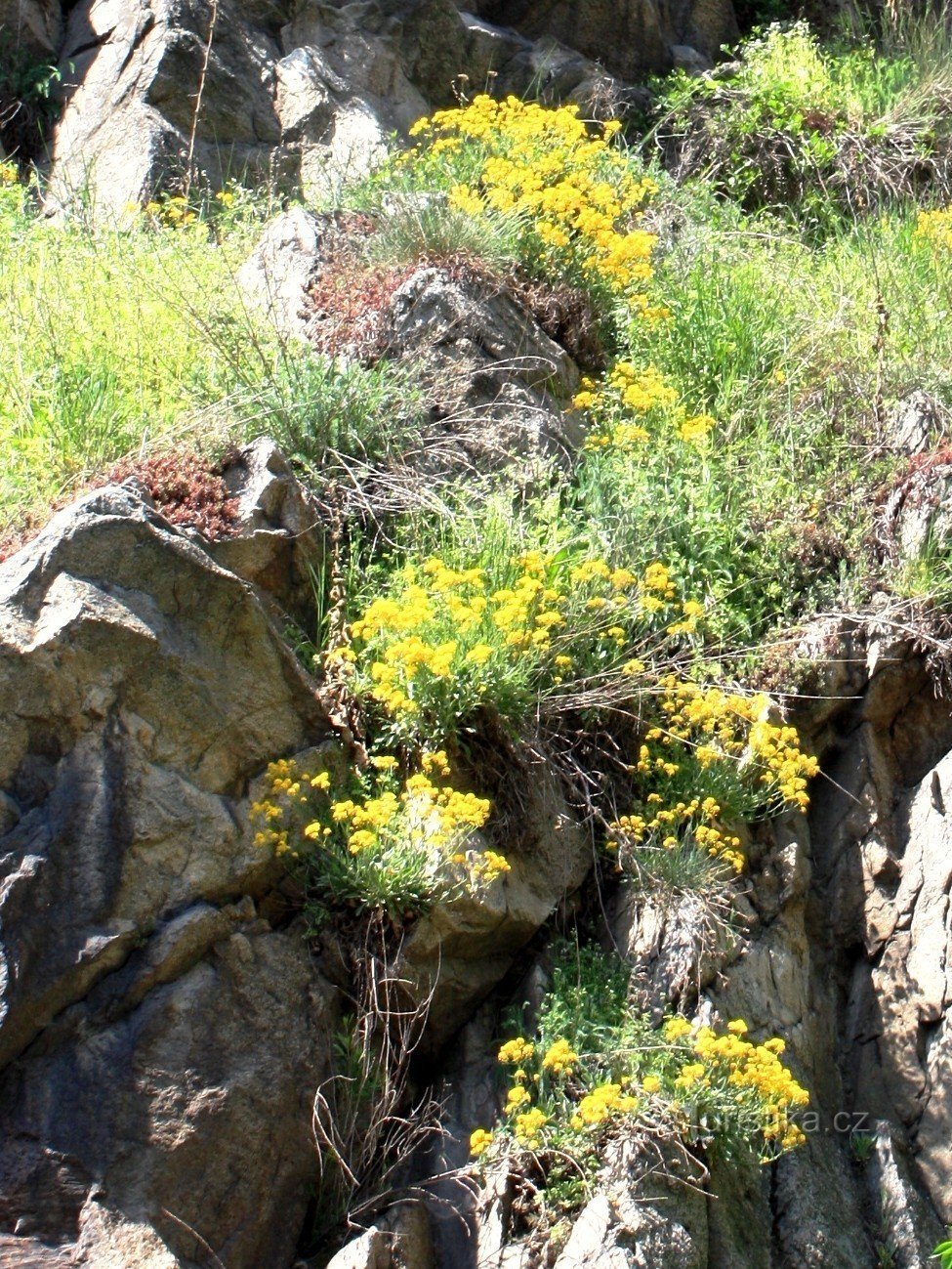 Kamnita pobočja Tasovice s kamnitimi vzdolži