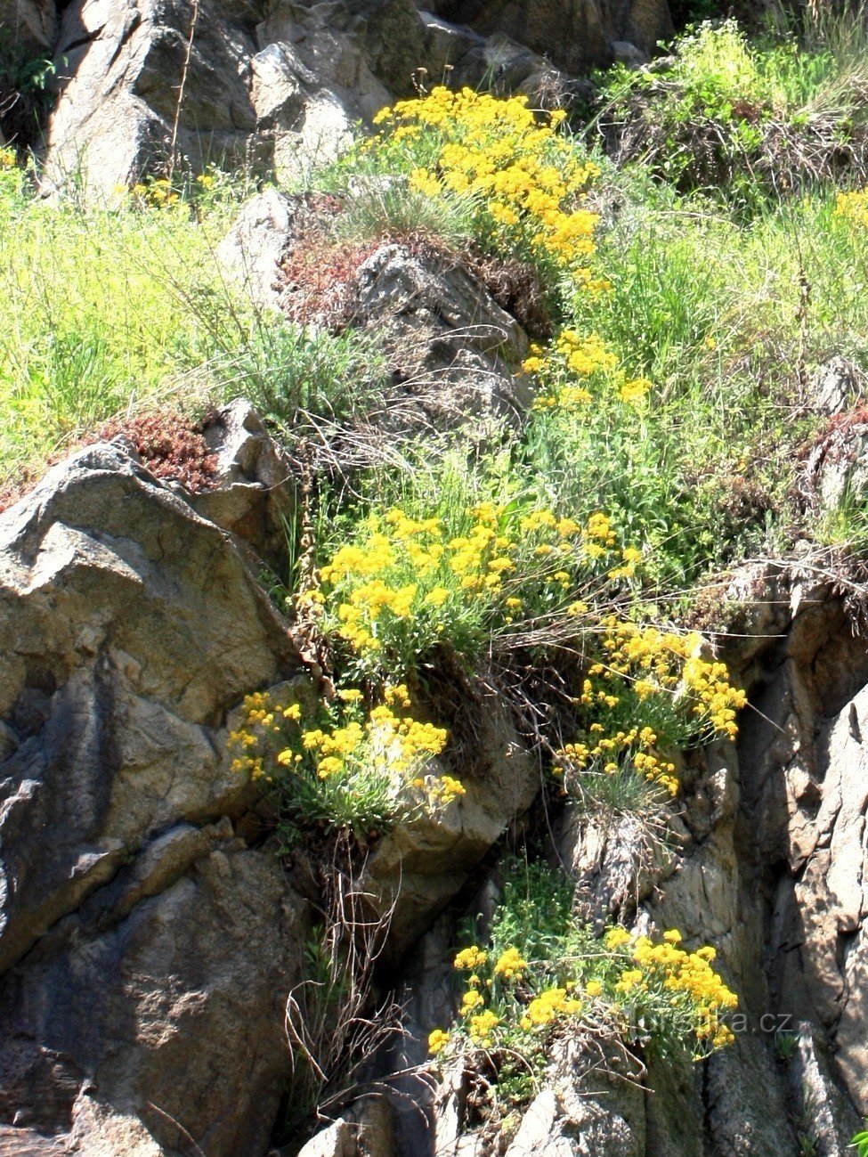 Pentes rocheuses de Tasovice avec affleurements rocheux