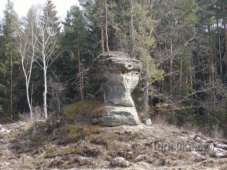 Champignon de roche