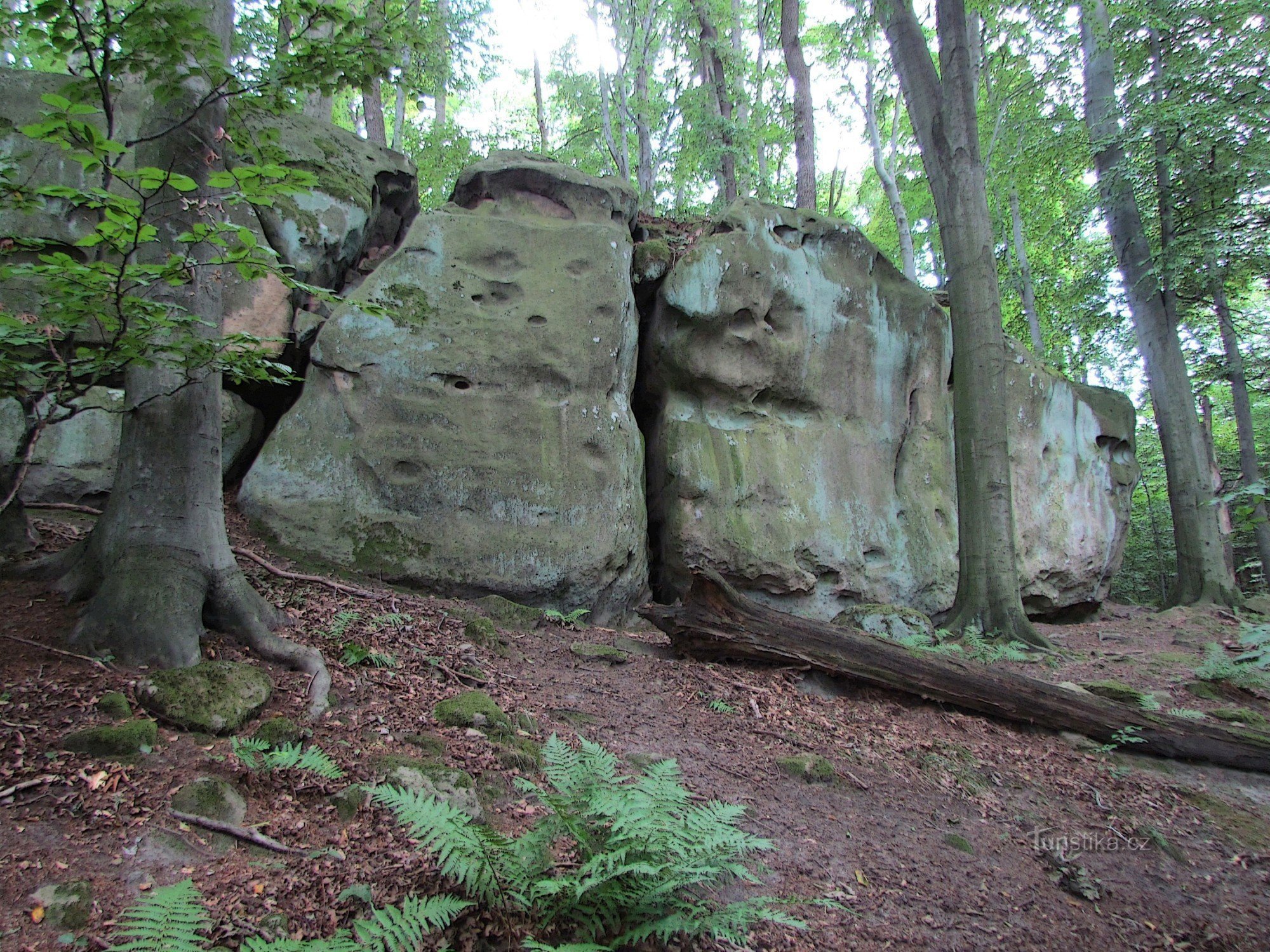 βράχο κοπάδι κοντά στο Κόζλο