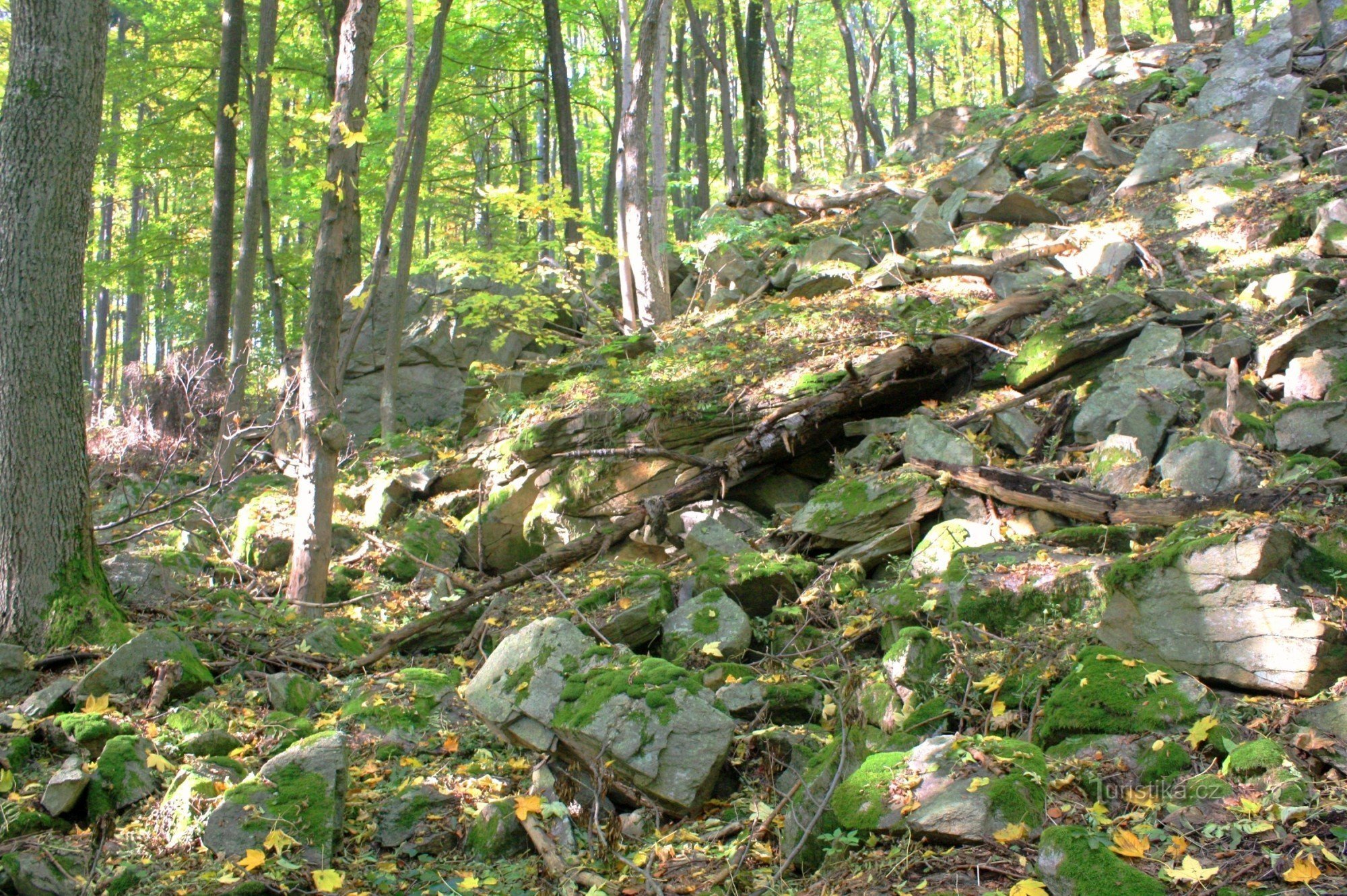 Felsgeröll an den steilen Hängen des Reservats