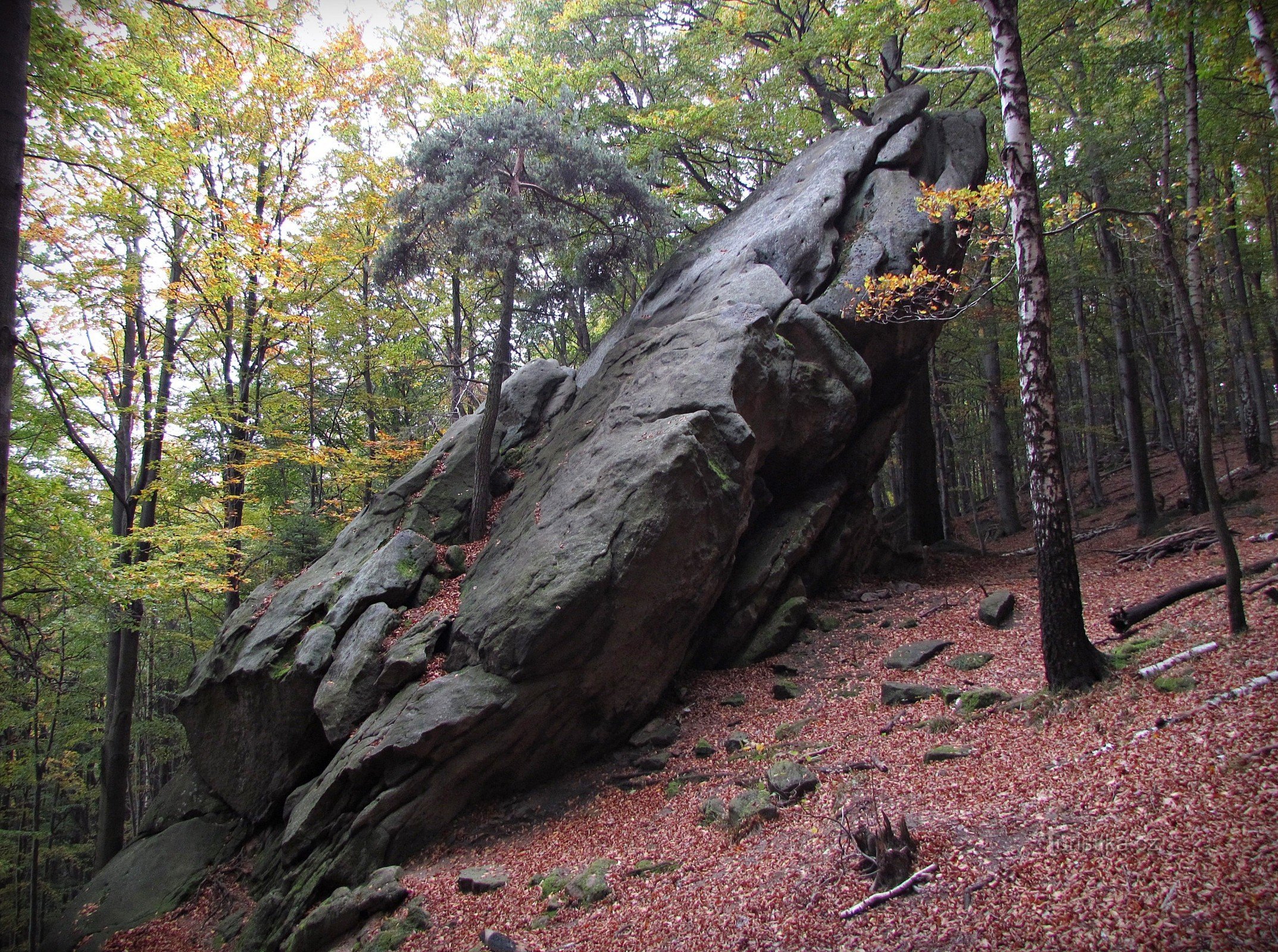 Rocky - žaba