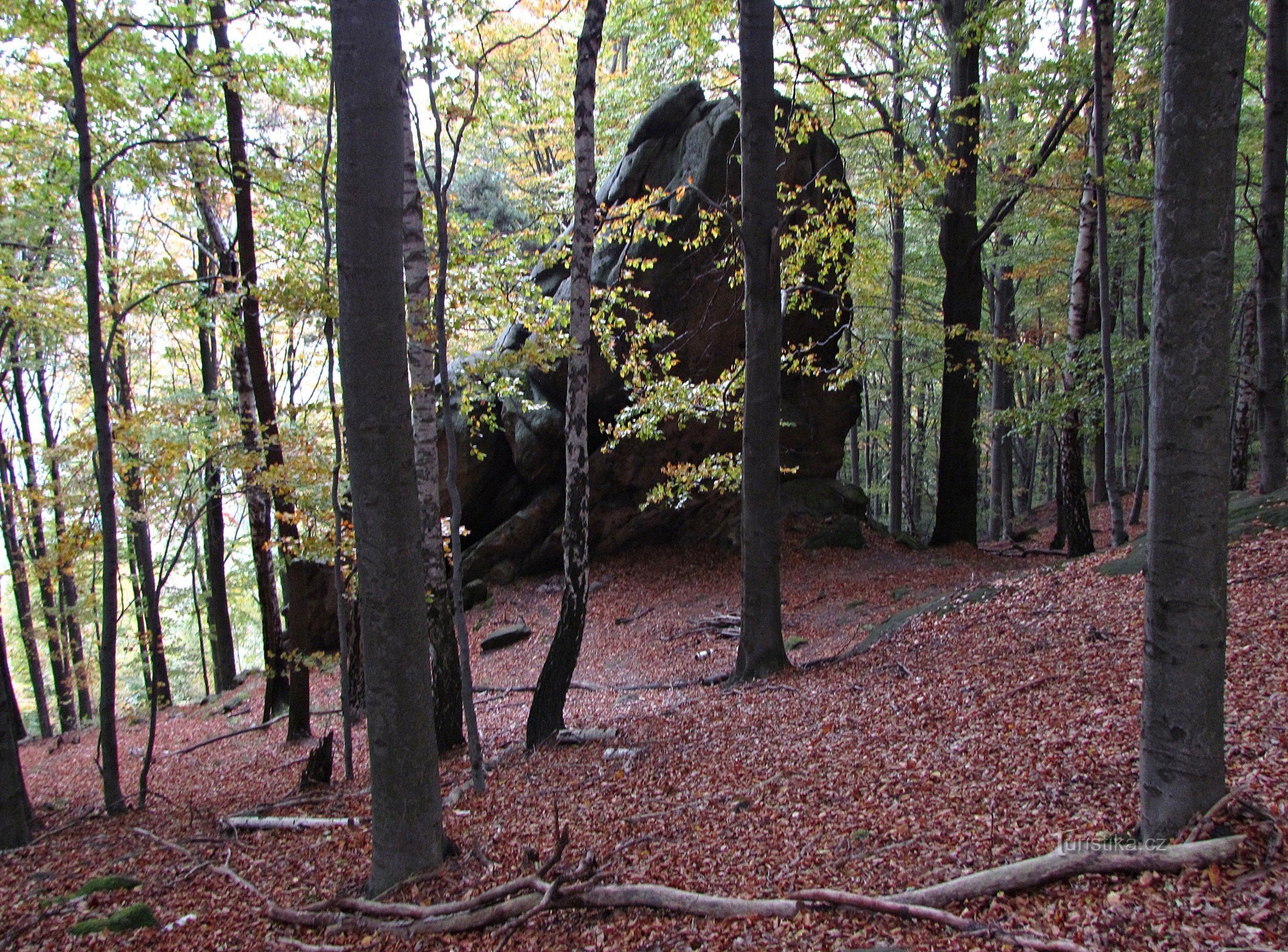 Rocky - žaba