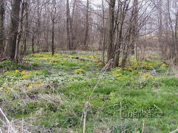 Tourbière rocheuse