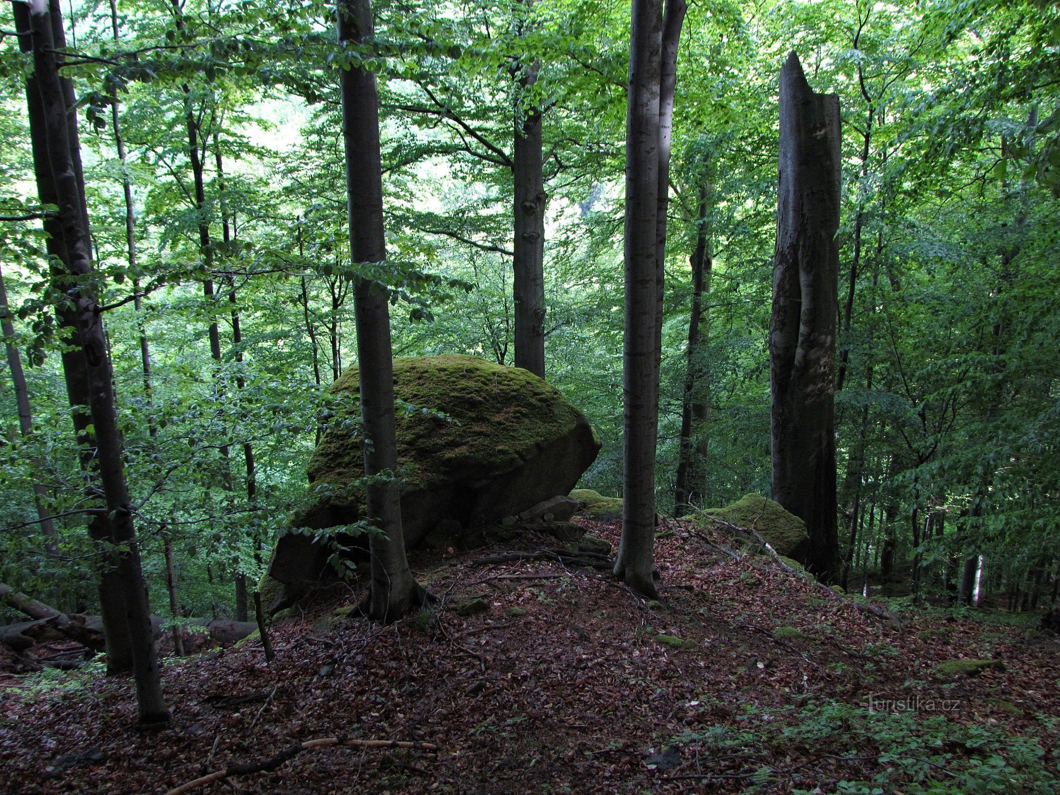 Bludný rocks and its forest