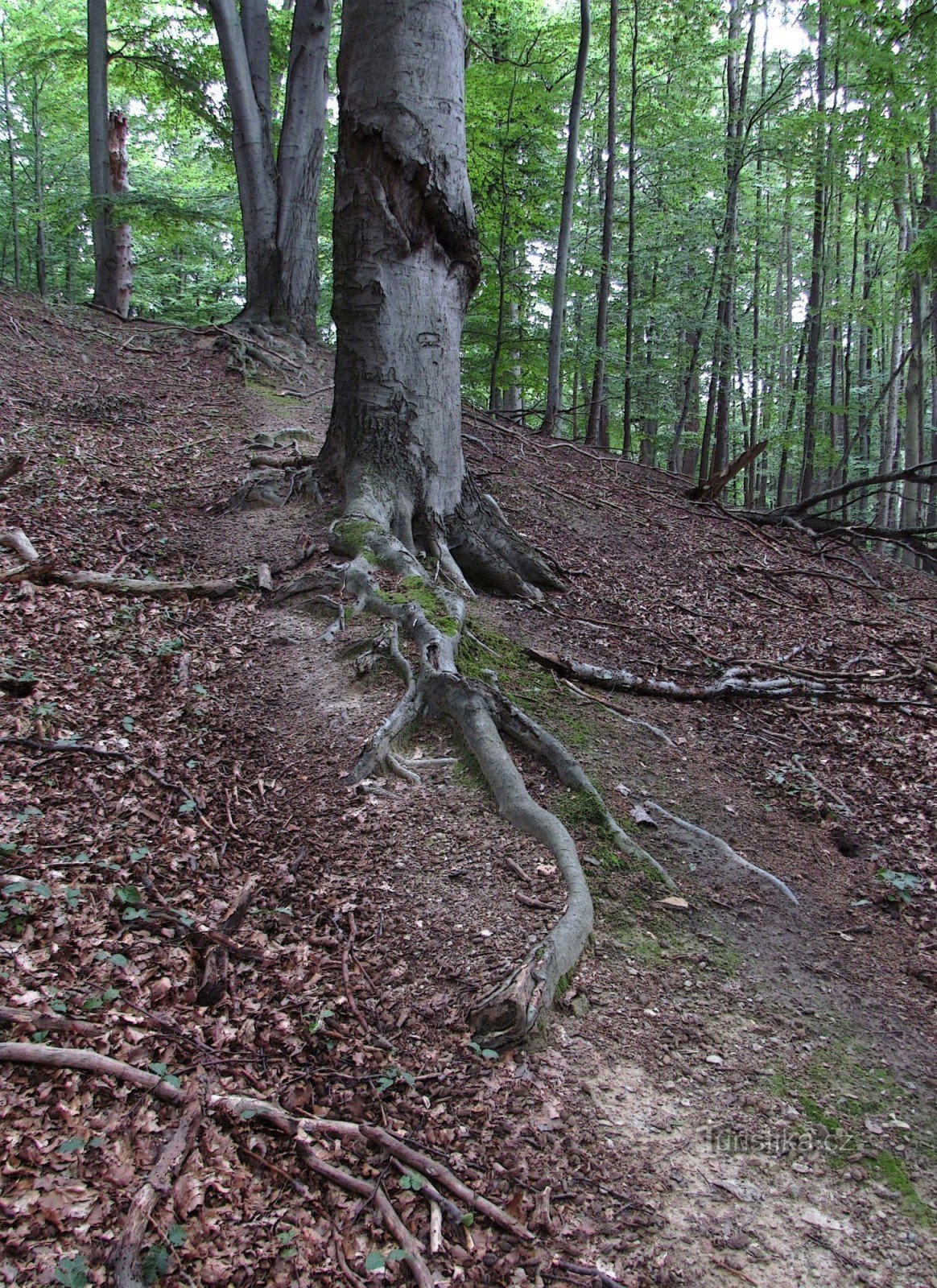 Rocks of Hostýnské vrchy - 2. Vela