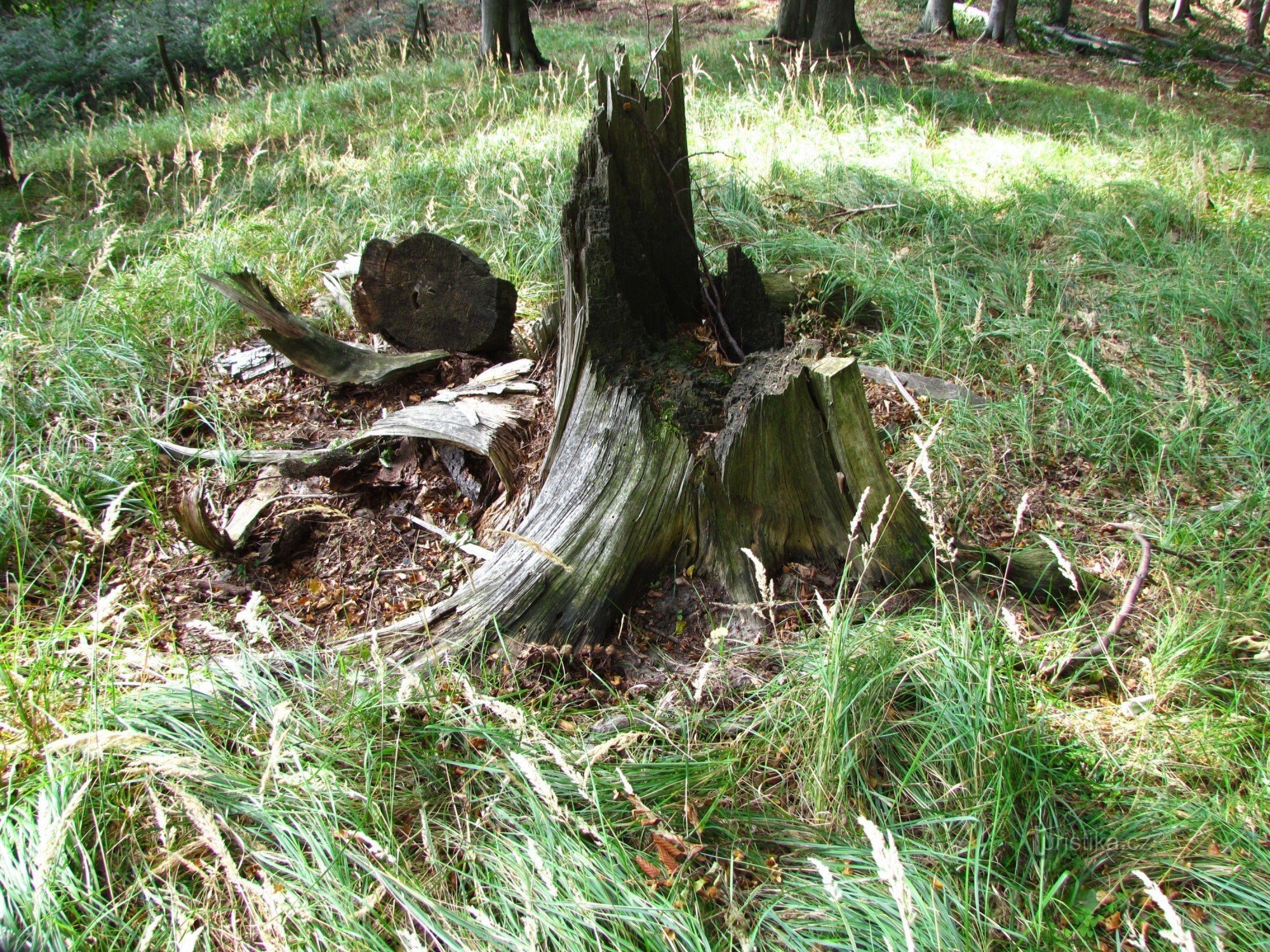 Rochers de Hostýnské Vrchy - 4. Dauphin