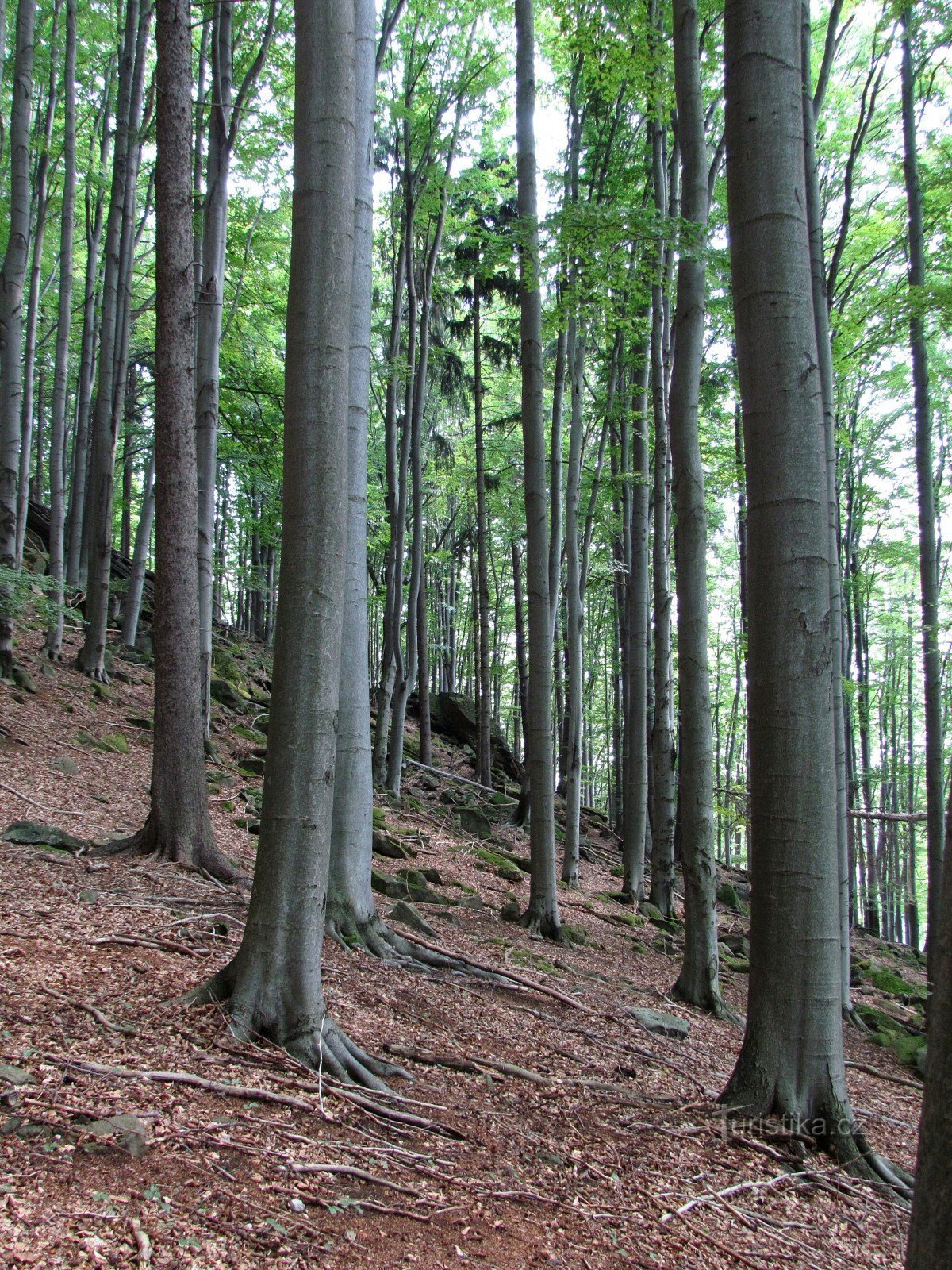 Skały nad PR Čerňava