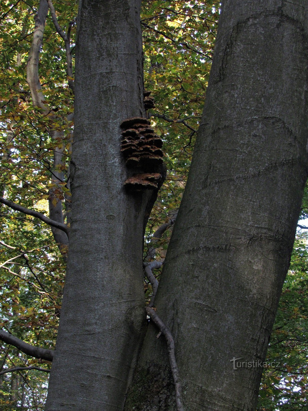 Skály Obřan - Osten