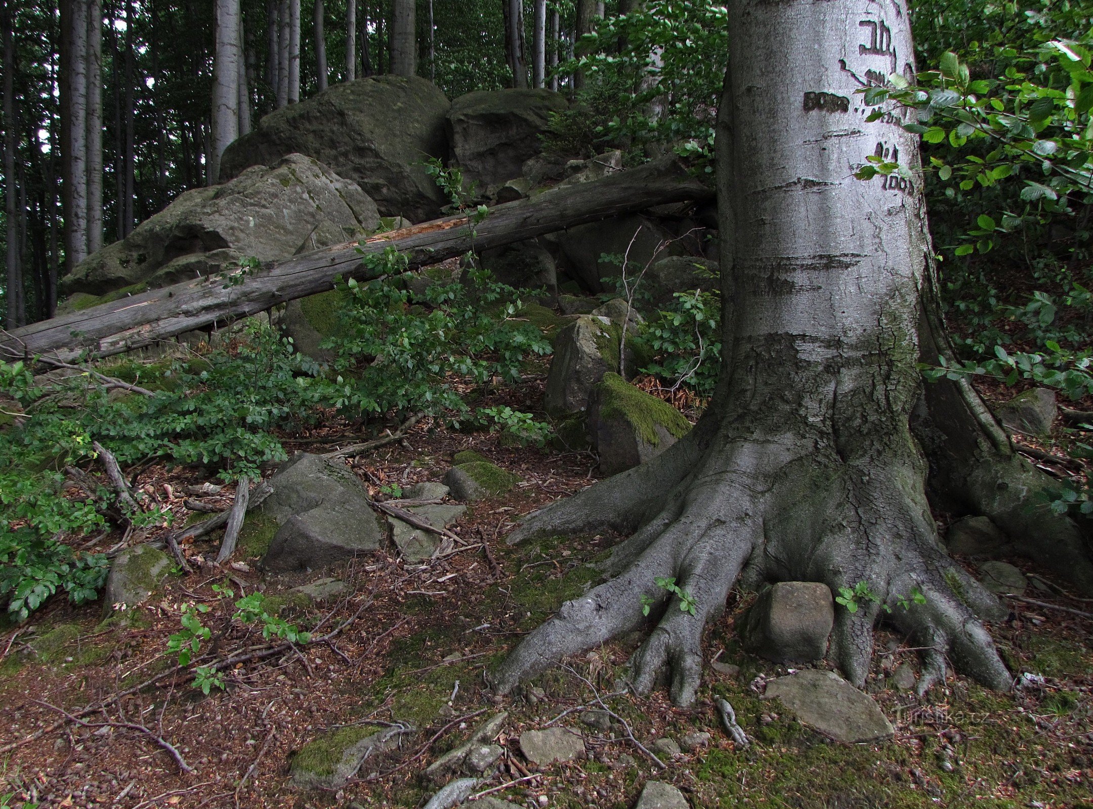 Felsen im südlichen Teil von PR Sochová