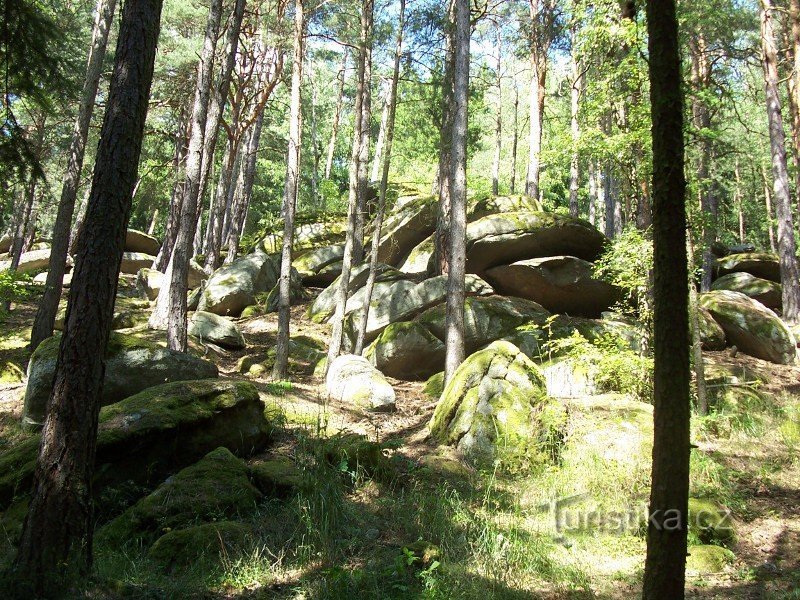 森林里的岩石