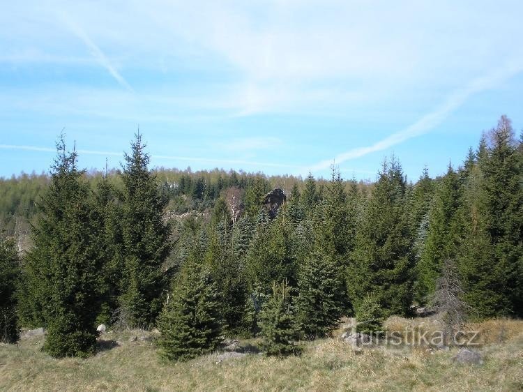 Felsen: Na Volárné Formation versteckt in Fichte