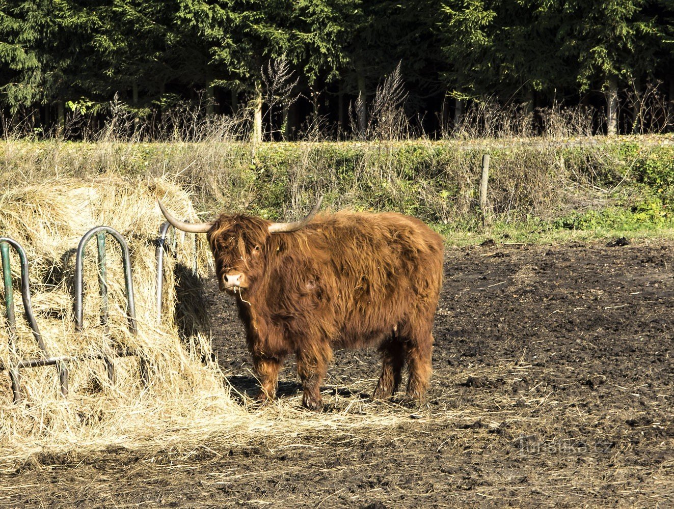 Scottish cattle at Anahof