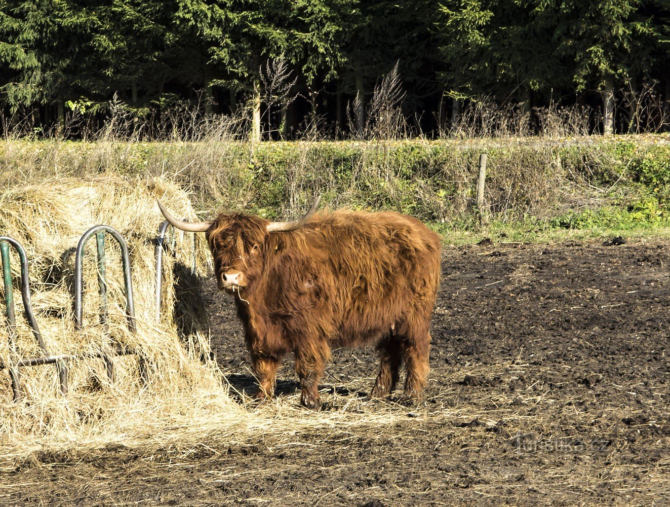 Gia súc Scotland tại Anahof