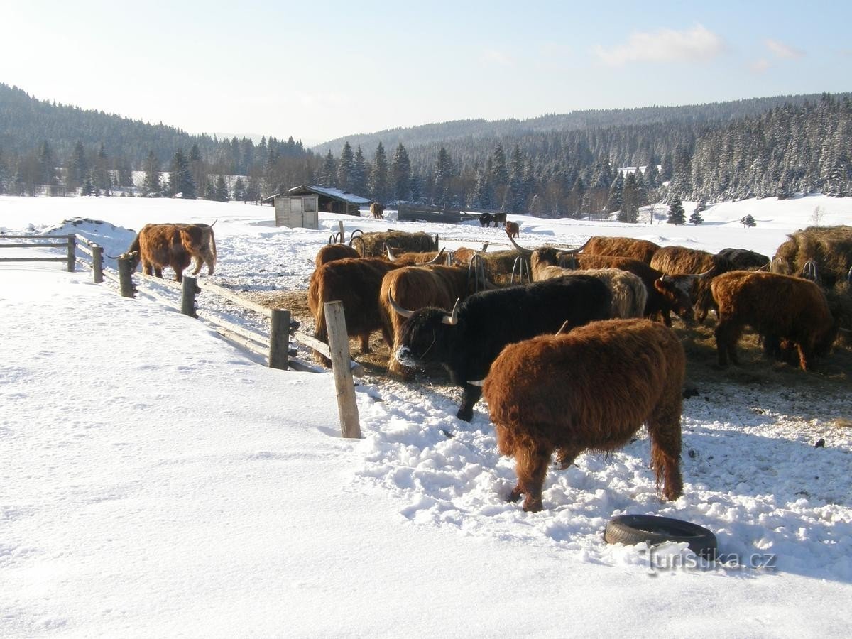 O gado das montanhas escocesas também pertence aqui