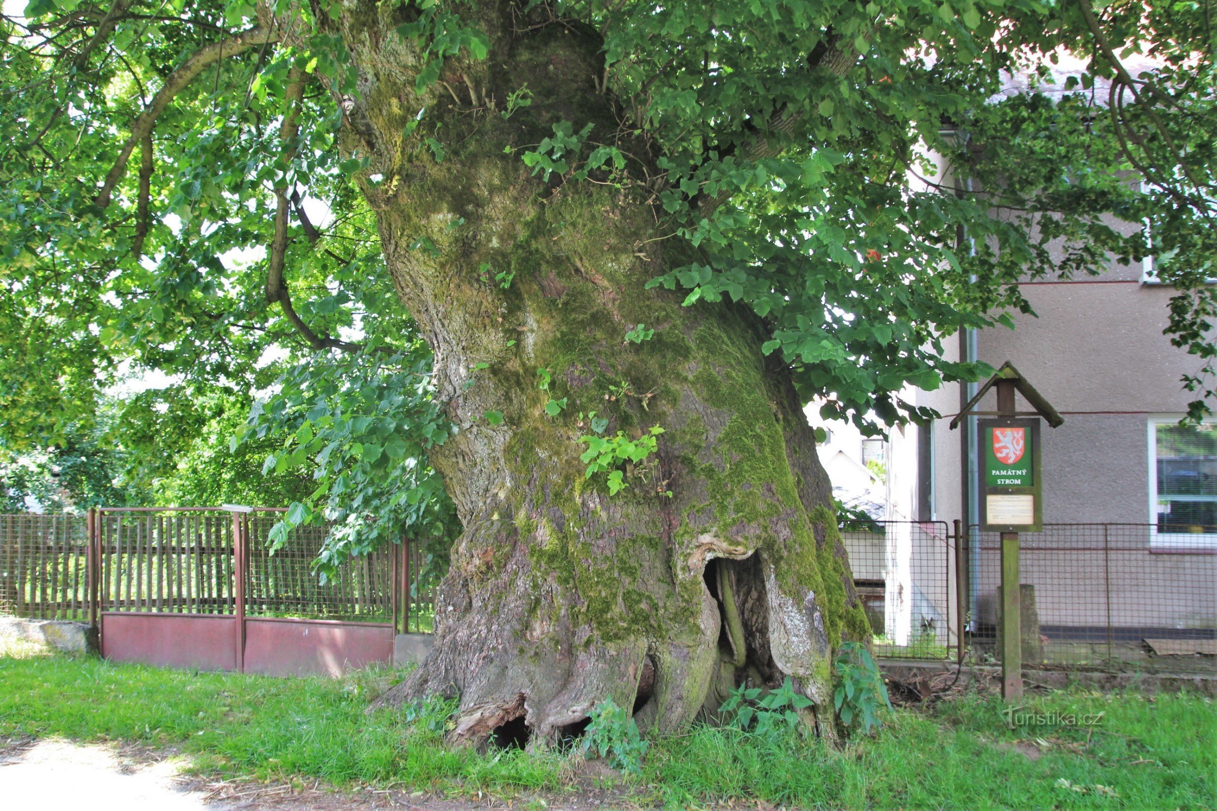 Škrdlovice - cây bồ đề lá lớn