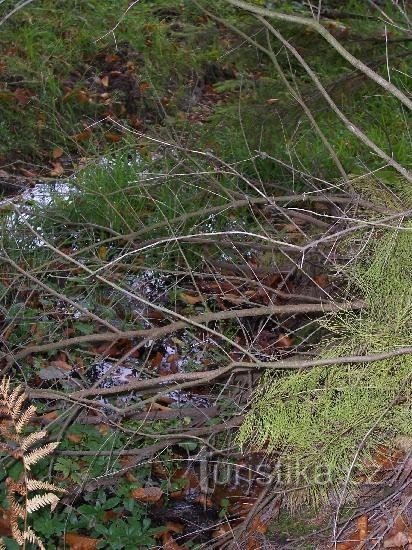 Skripovský potok: A view of the detail of the stream