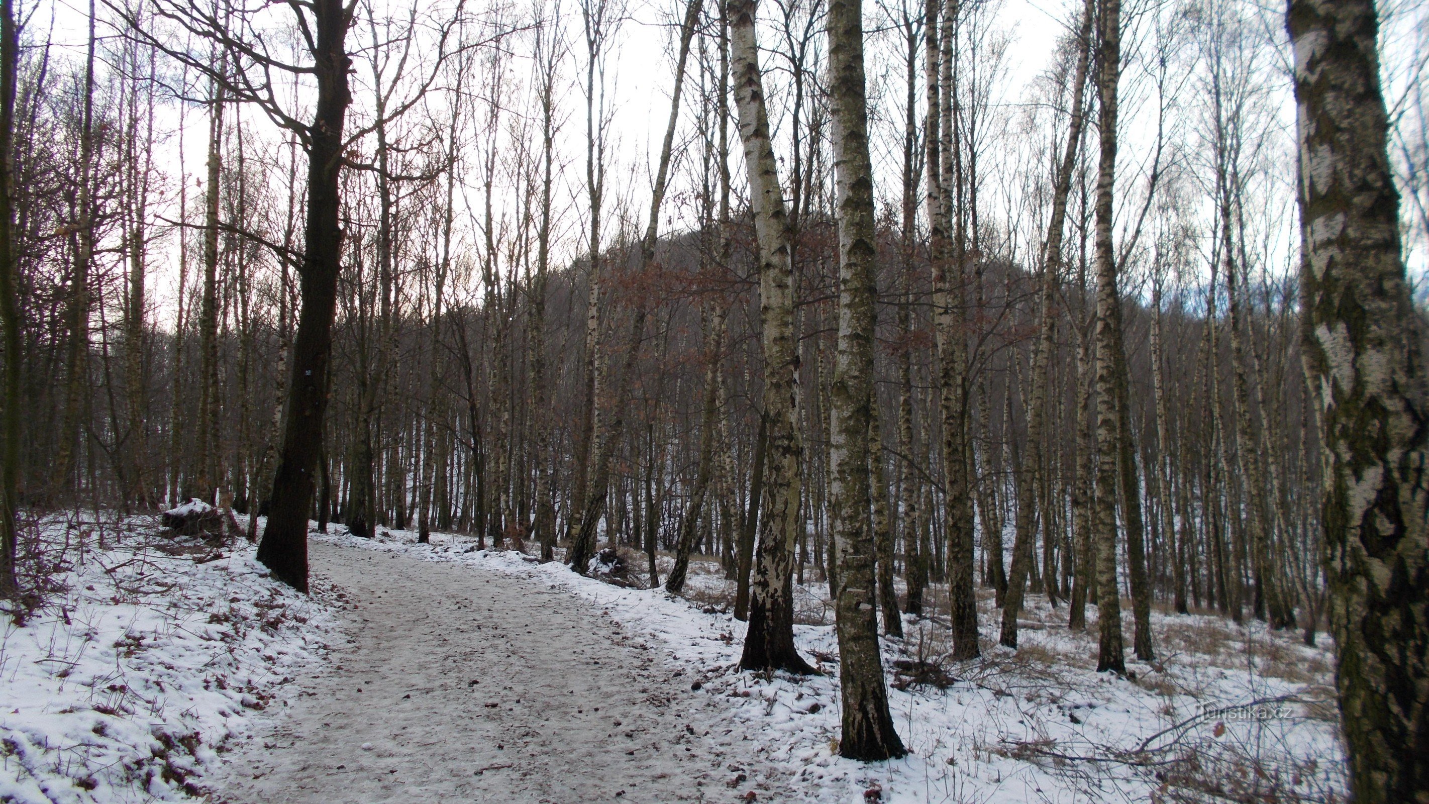 Lovoš zaglądający przez drzewa.