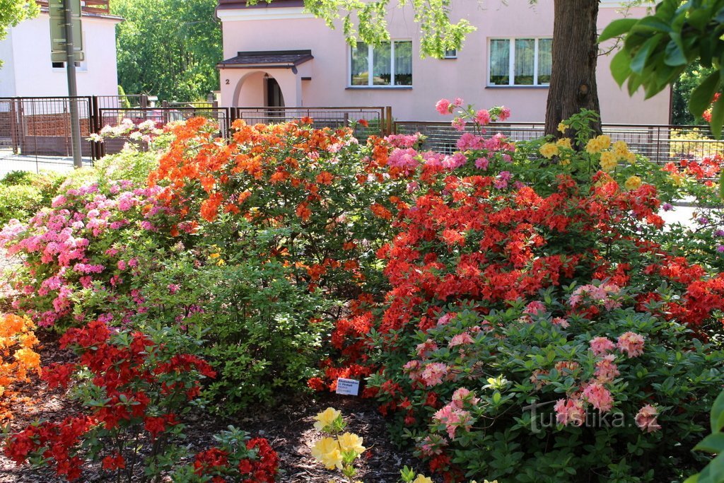 A group of azaleas