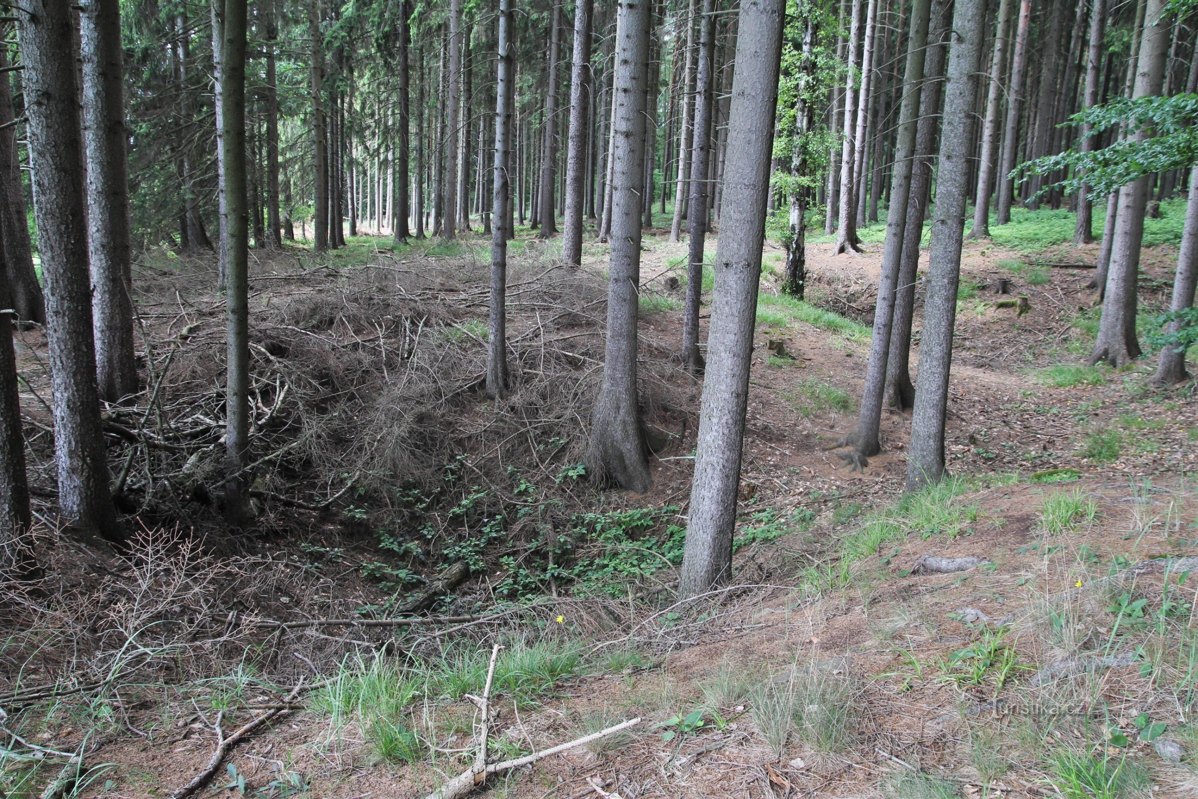 Um grupo de pequenos buracos na borda da floresta
