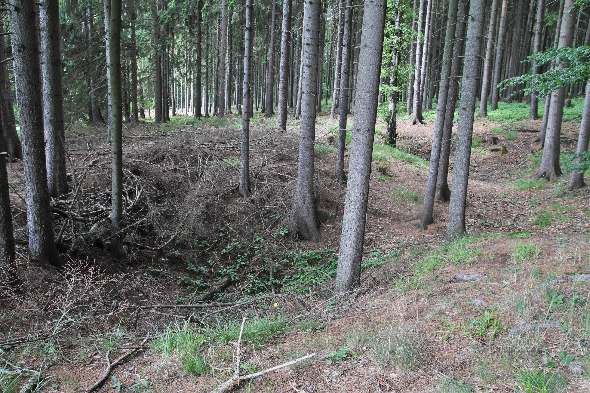 Eine Gruppe kleiner Dolinen am Waldrand