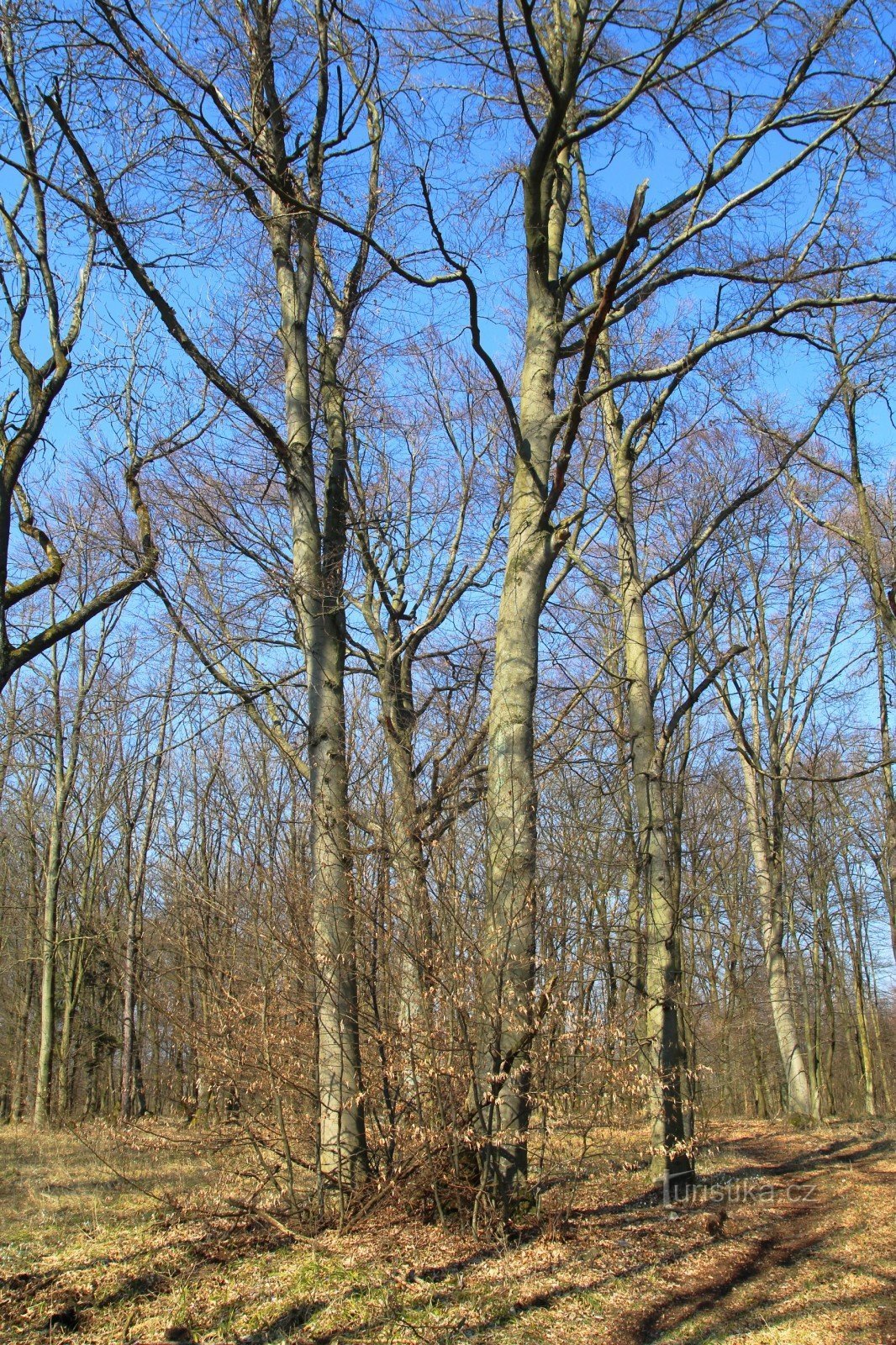 Grupa krupnih bukovih stabala, u pozadini spomenik bukve