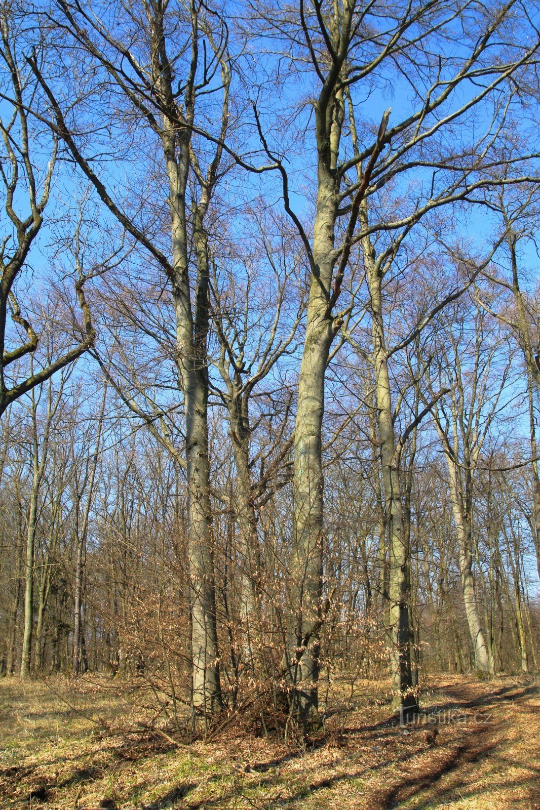 Eine Gruppe kräftiger Buchen, im Hintergrund eine Gedenkbuche