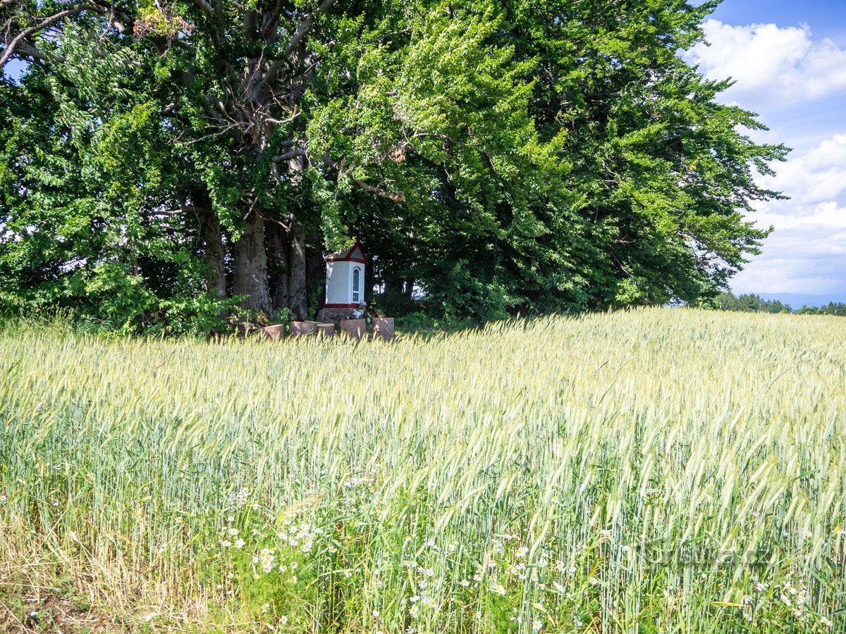 Un gruppo di alberi con una cappella