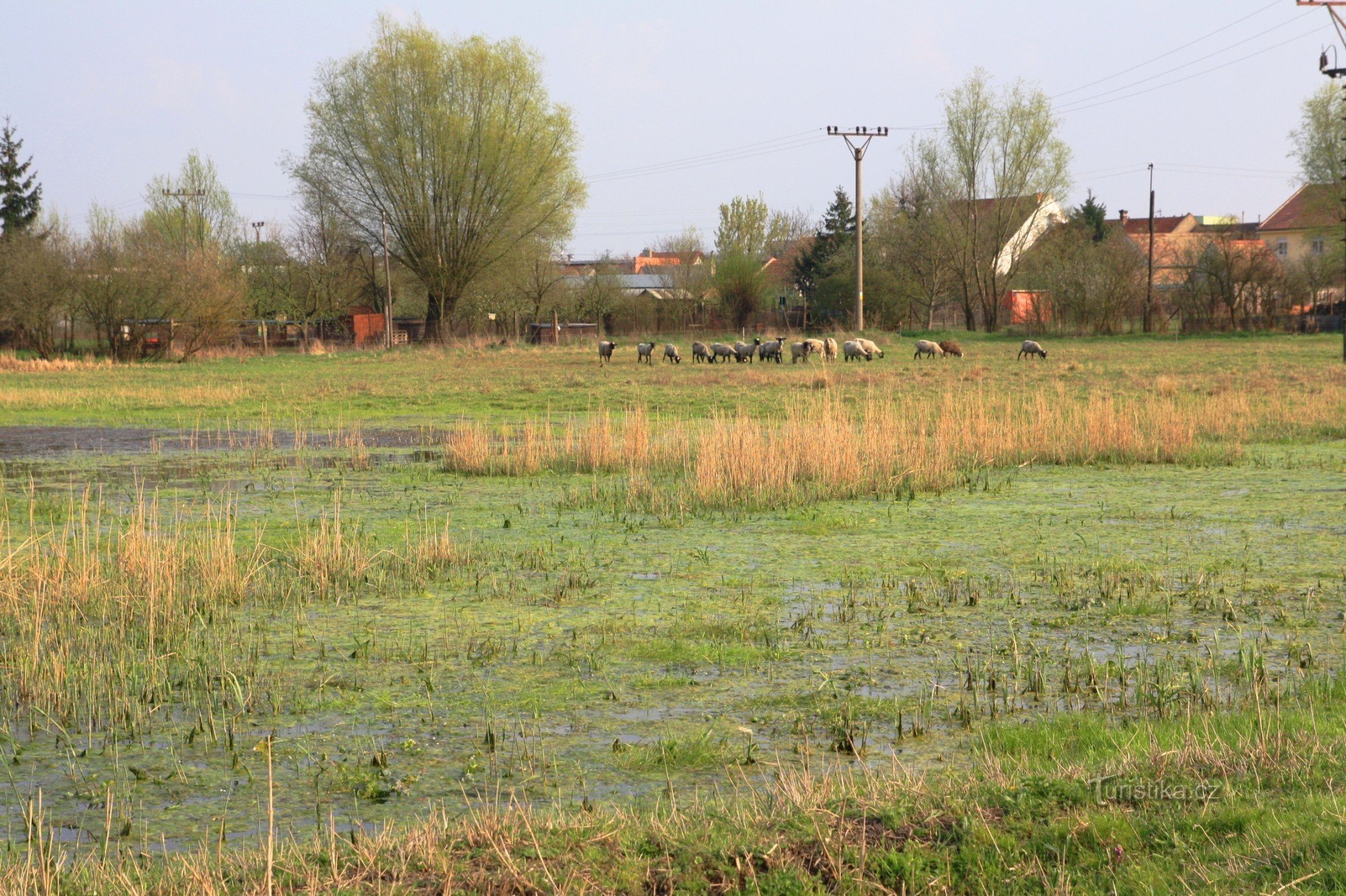 Novosedly slano močvirje