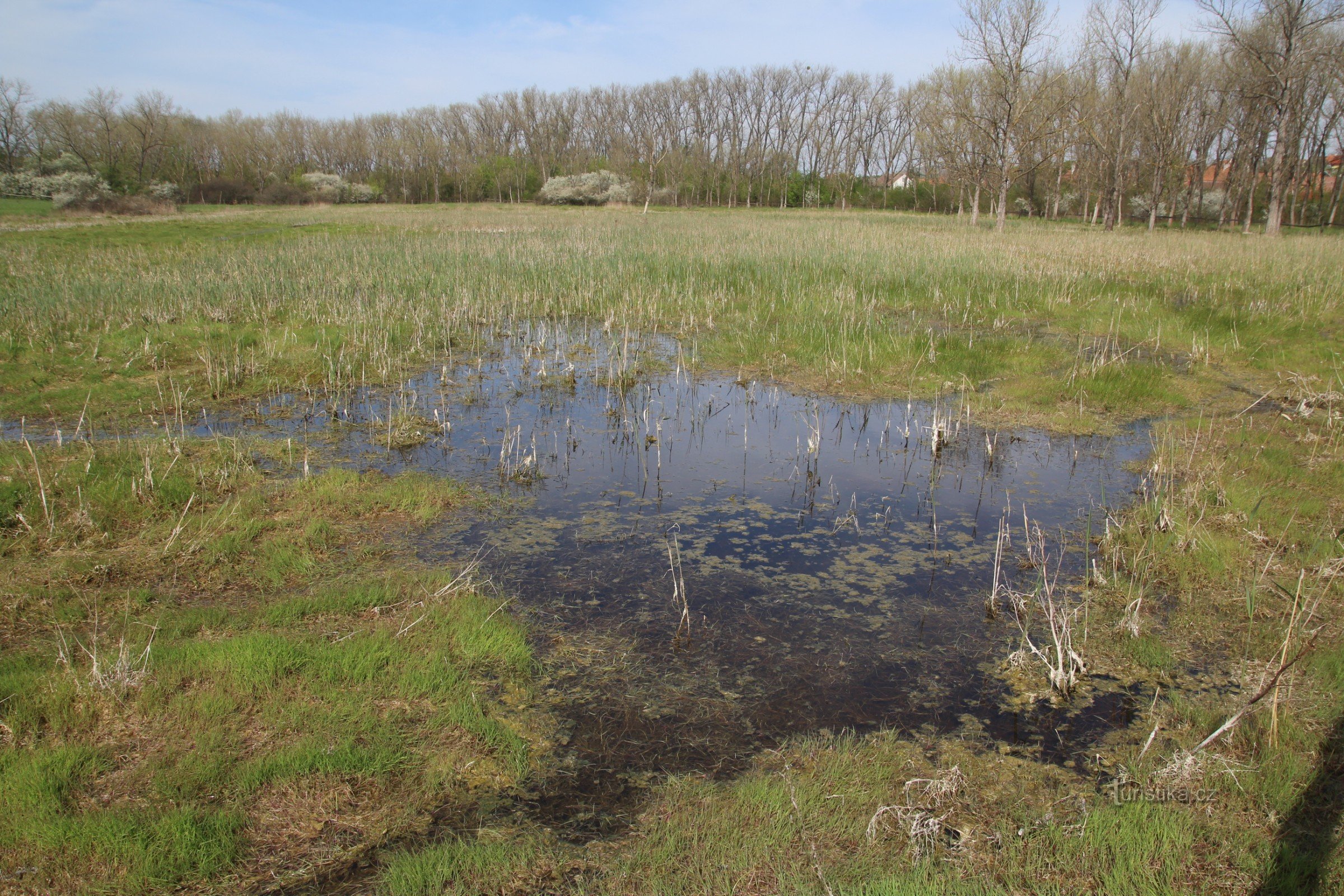 Salt pan near Nesyt