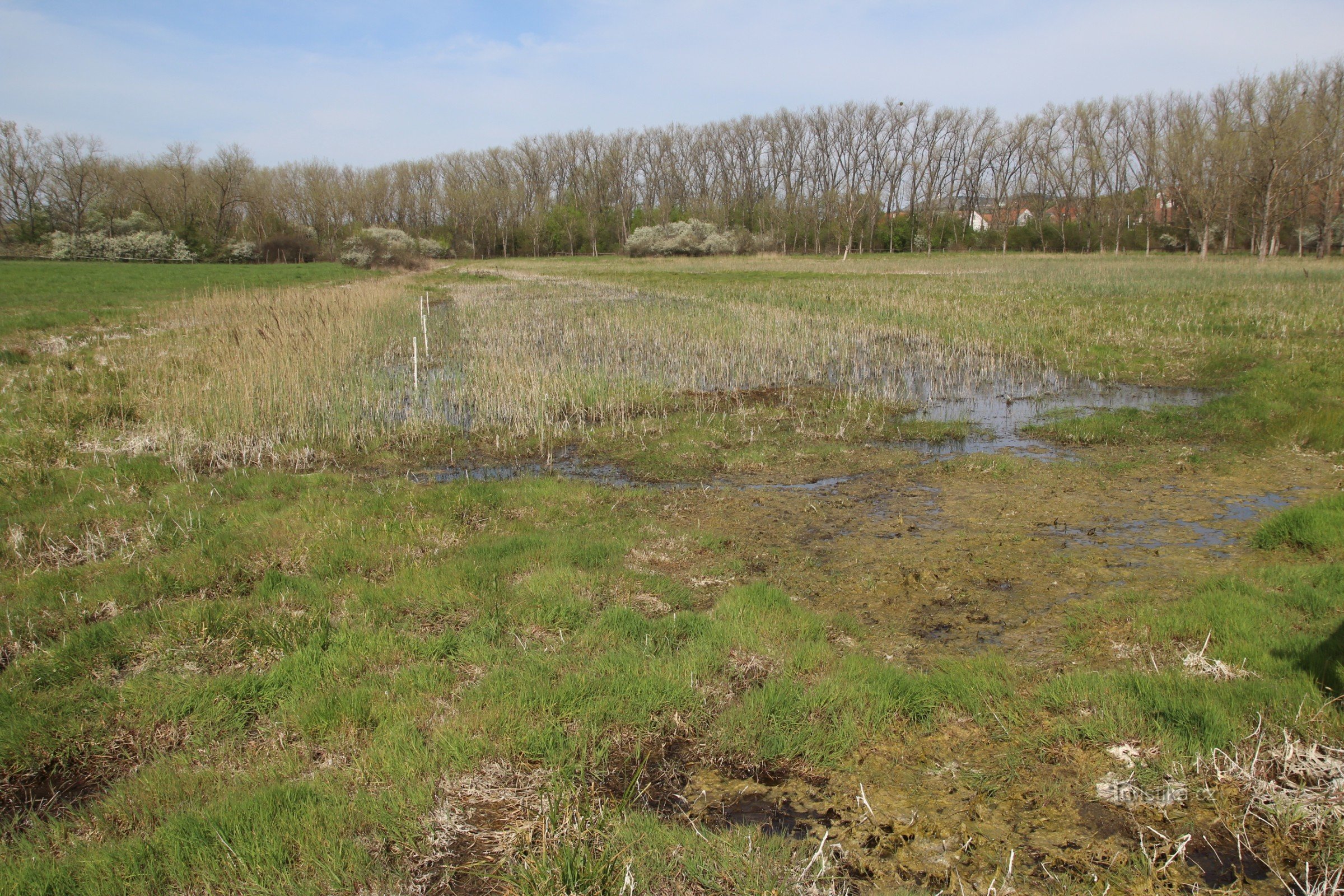 Zoutpan bij Nesyt