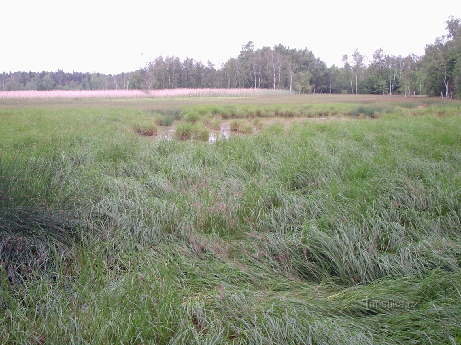 torfowisko podmokłe