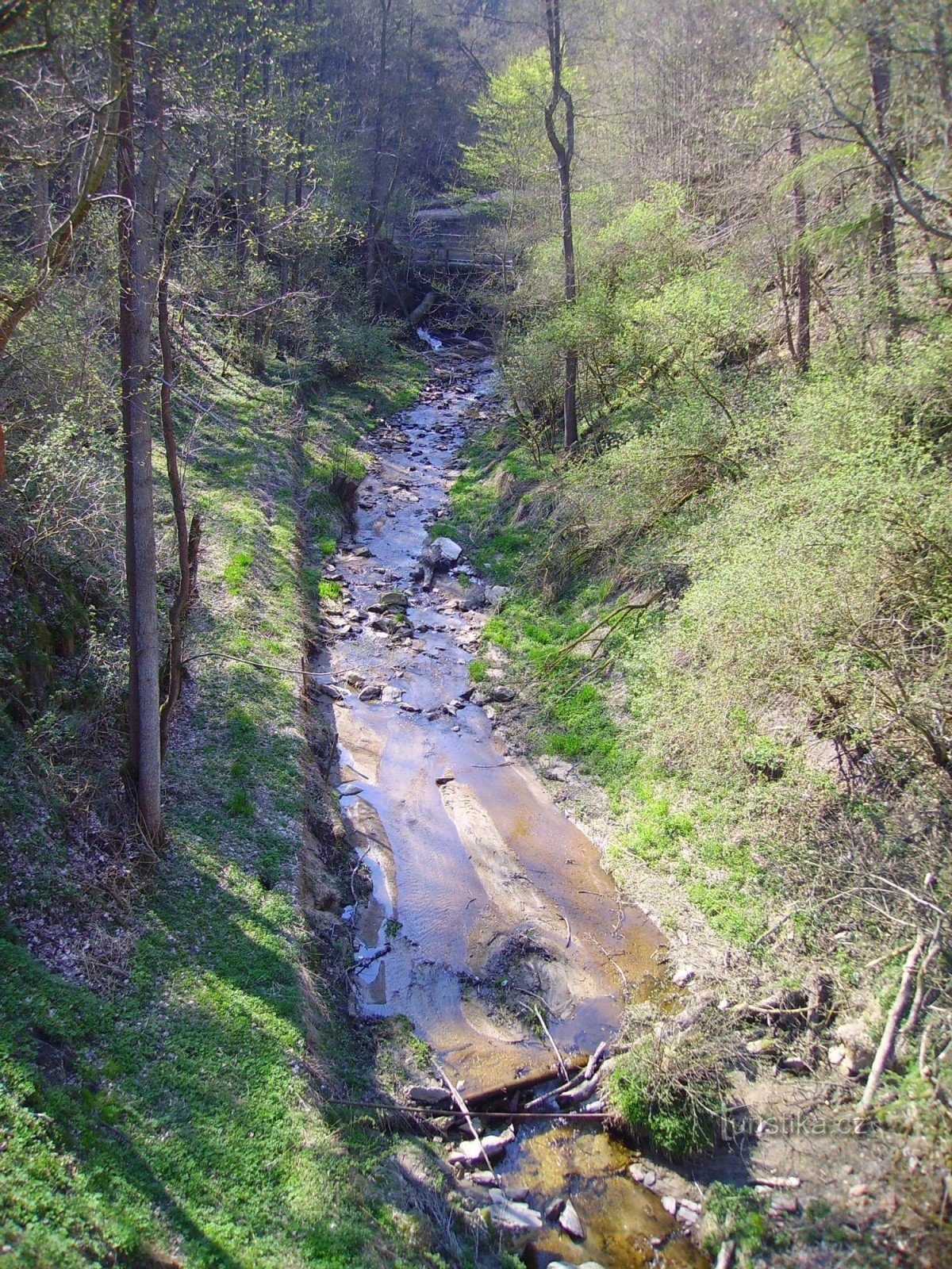 Strumień bagienny