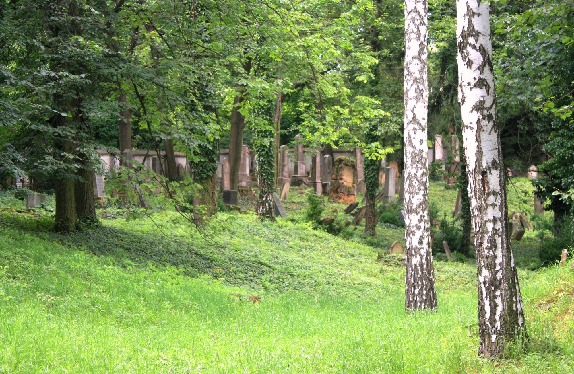 Slavkov - Judisk kyrkogård, utsikt från entrén