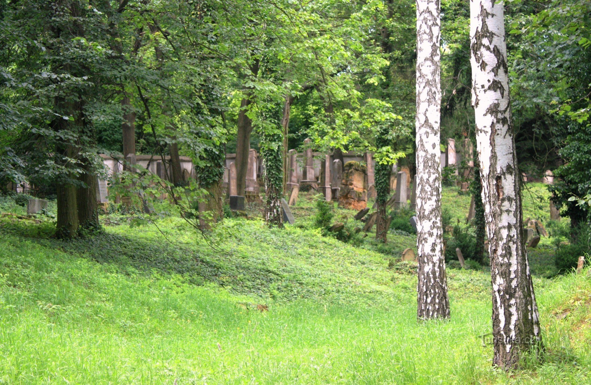 Slavkov - cmentarz żydowski, widok od wejścia