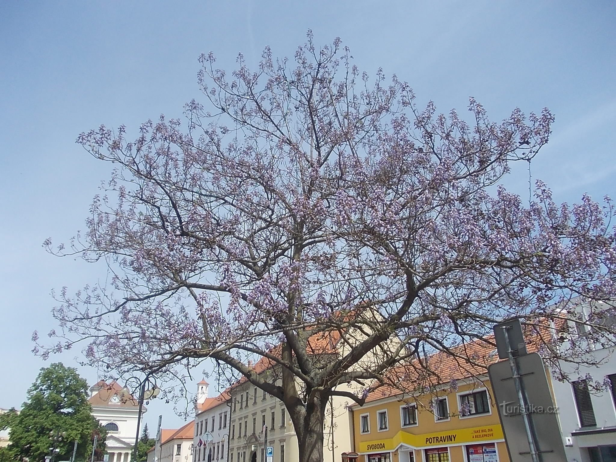 Pavlovnia feltrada de rouxinol em flor