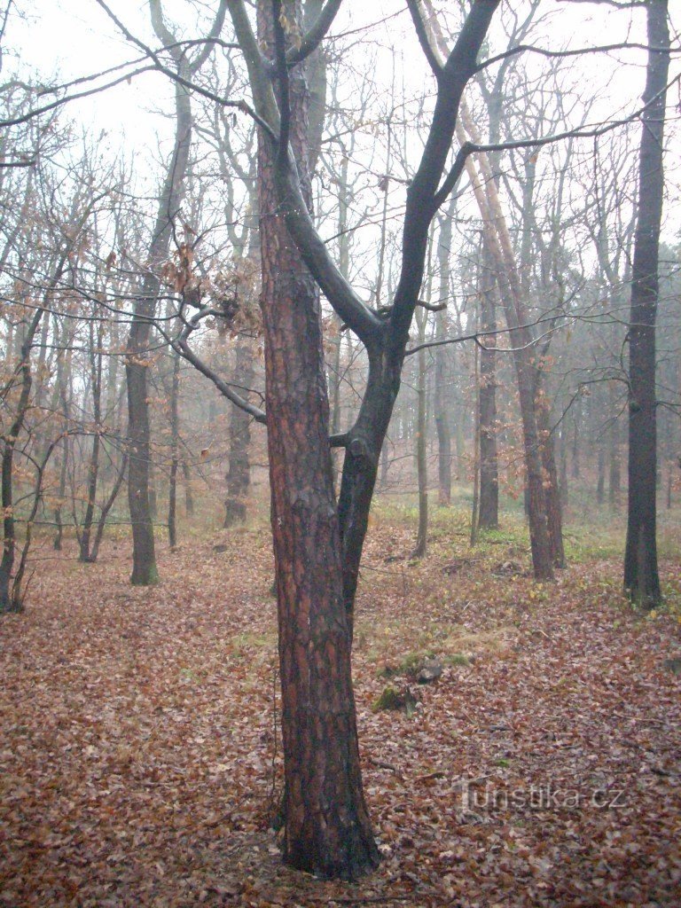 Gospodična Borovice in gospod Habr na zmenku