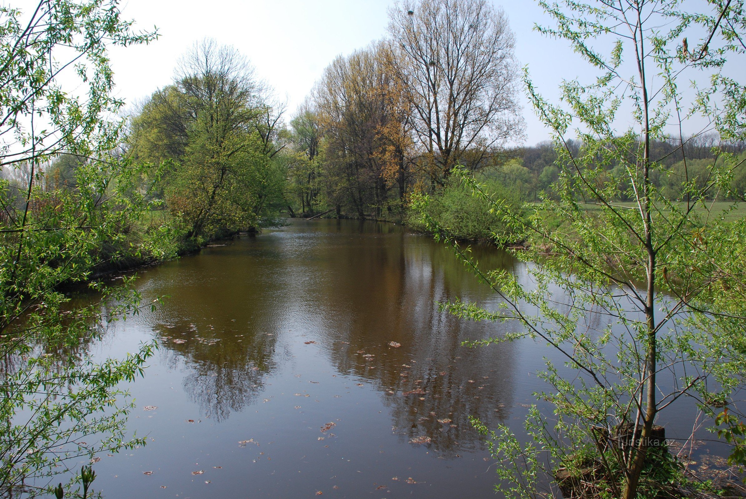 Un bras aveugle de l'Odra près d'Ostrava-Výškovice