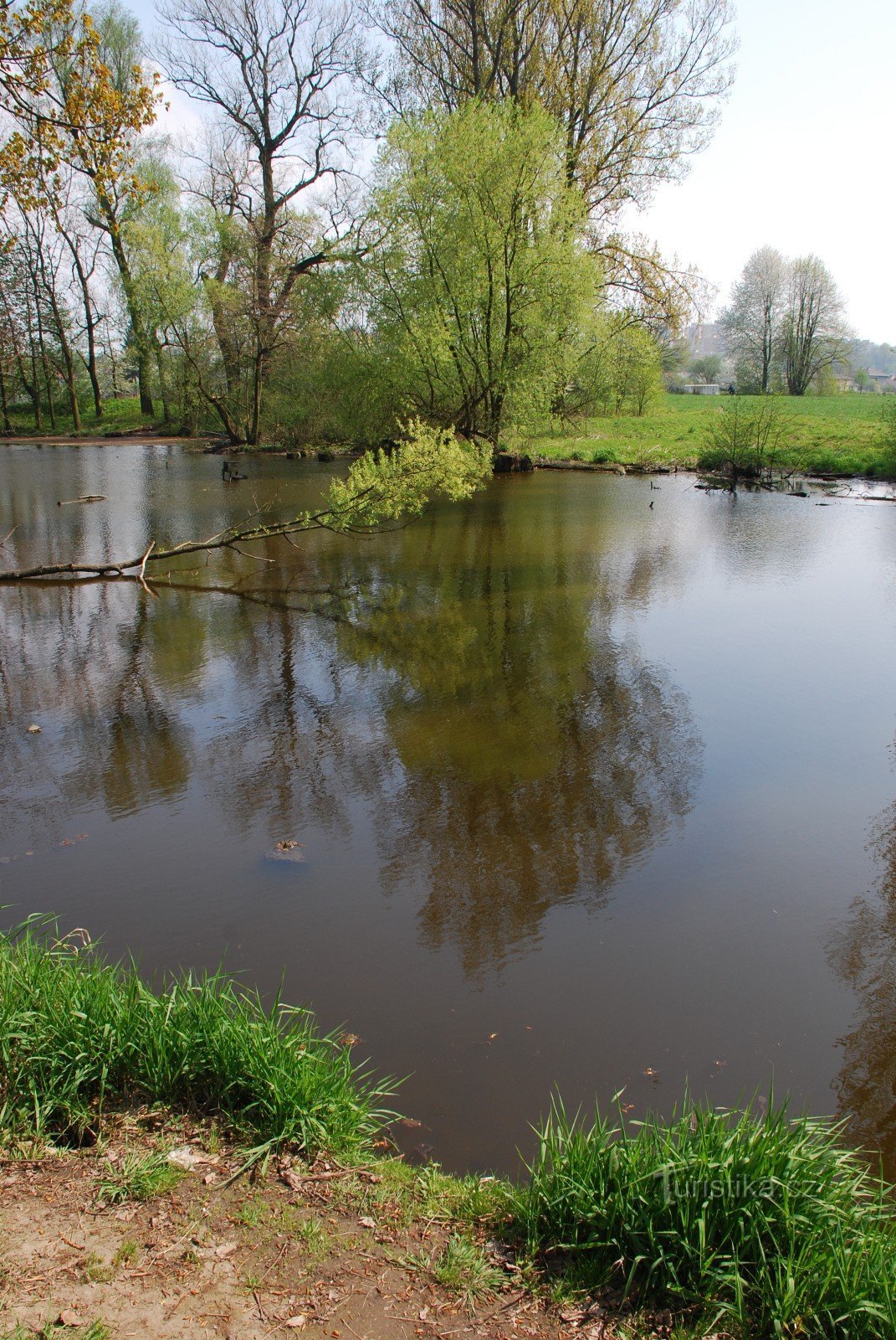 Un bras aveugle de l'Odra près d'Ostrava-Výškovice