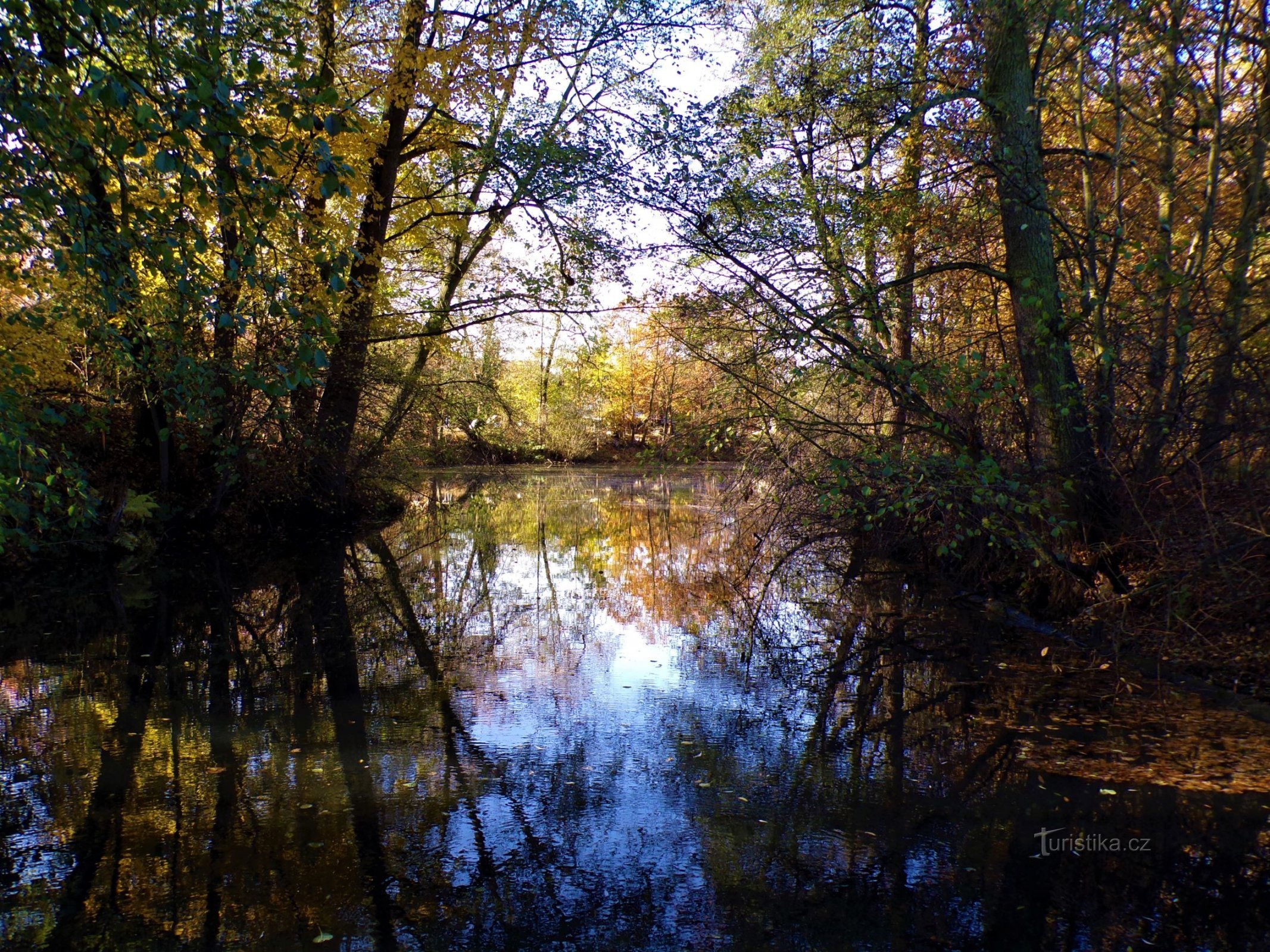 Blind arm of the Silver Stream (Hradec Králové, 3.11.2021 november XNUMX)