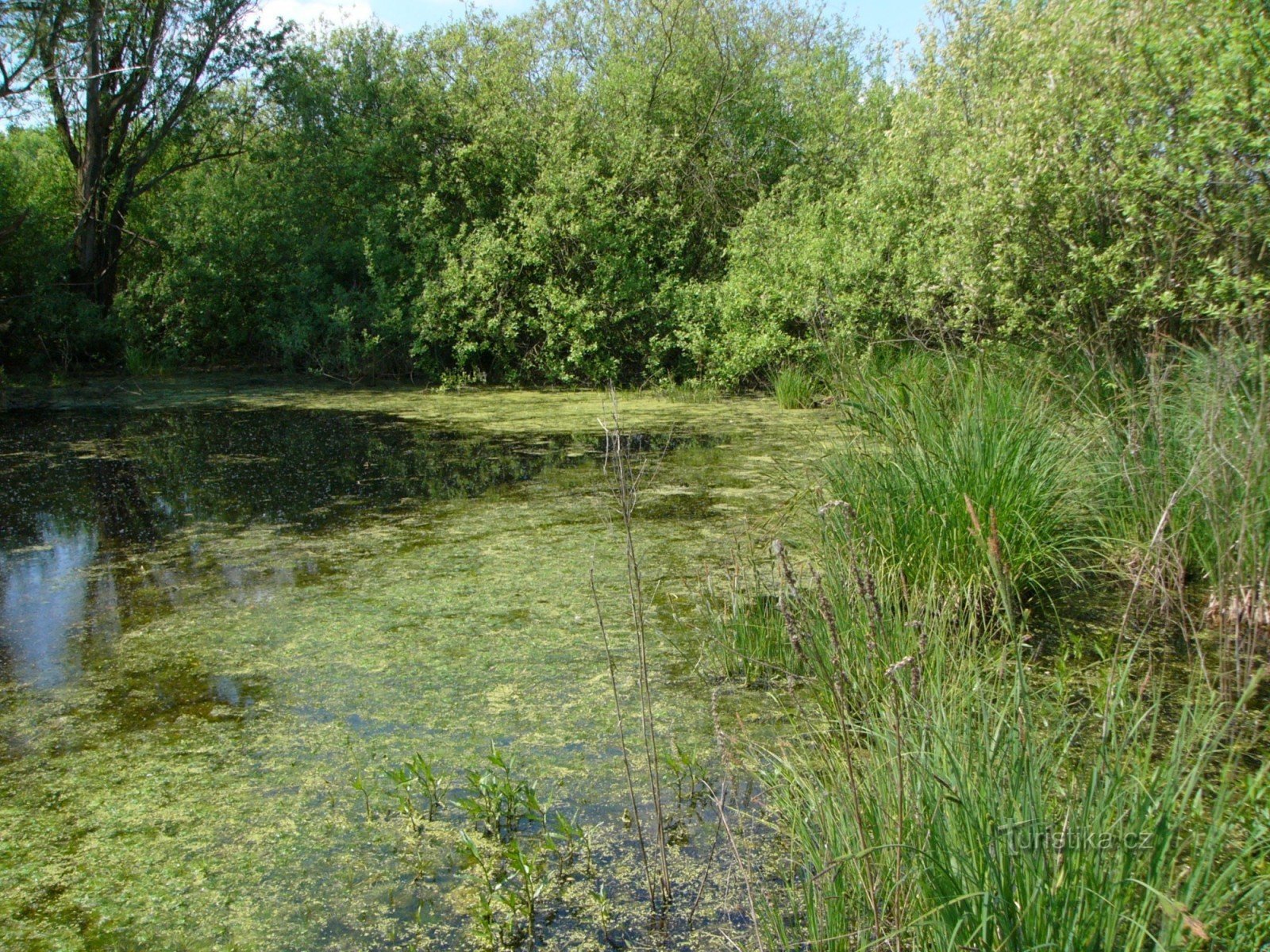 braço cego - piscina